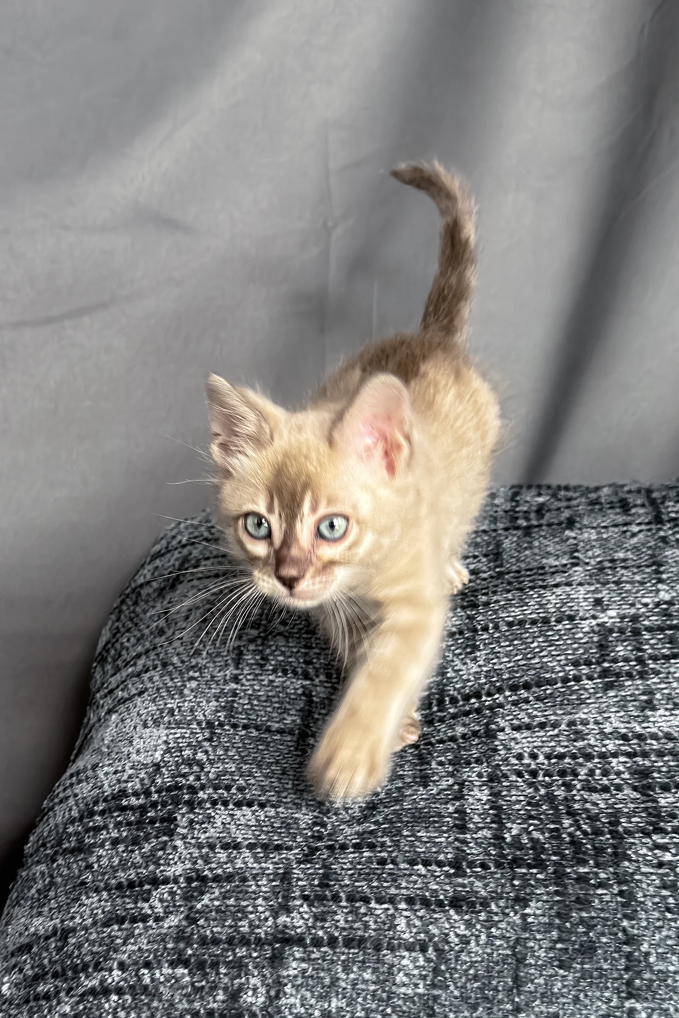Achilles | Bengal Kitten - Image 6