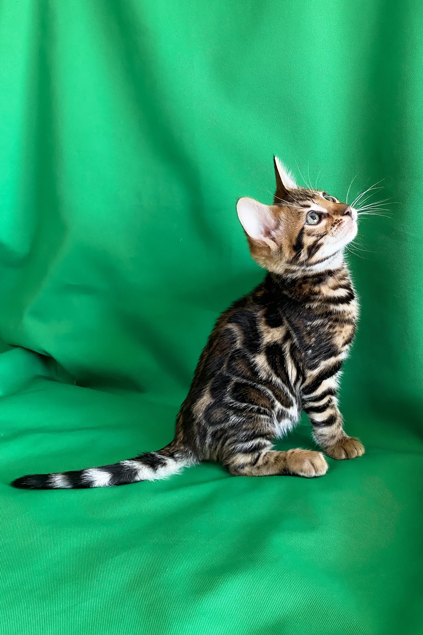 Amir | Bengal Kitten - Image 2