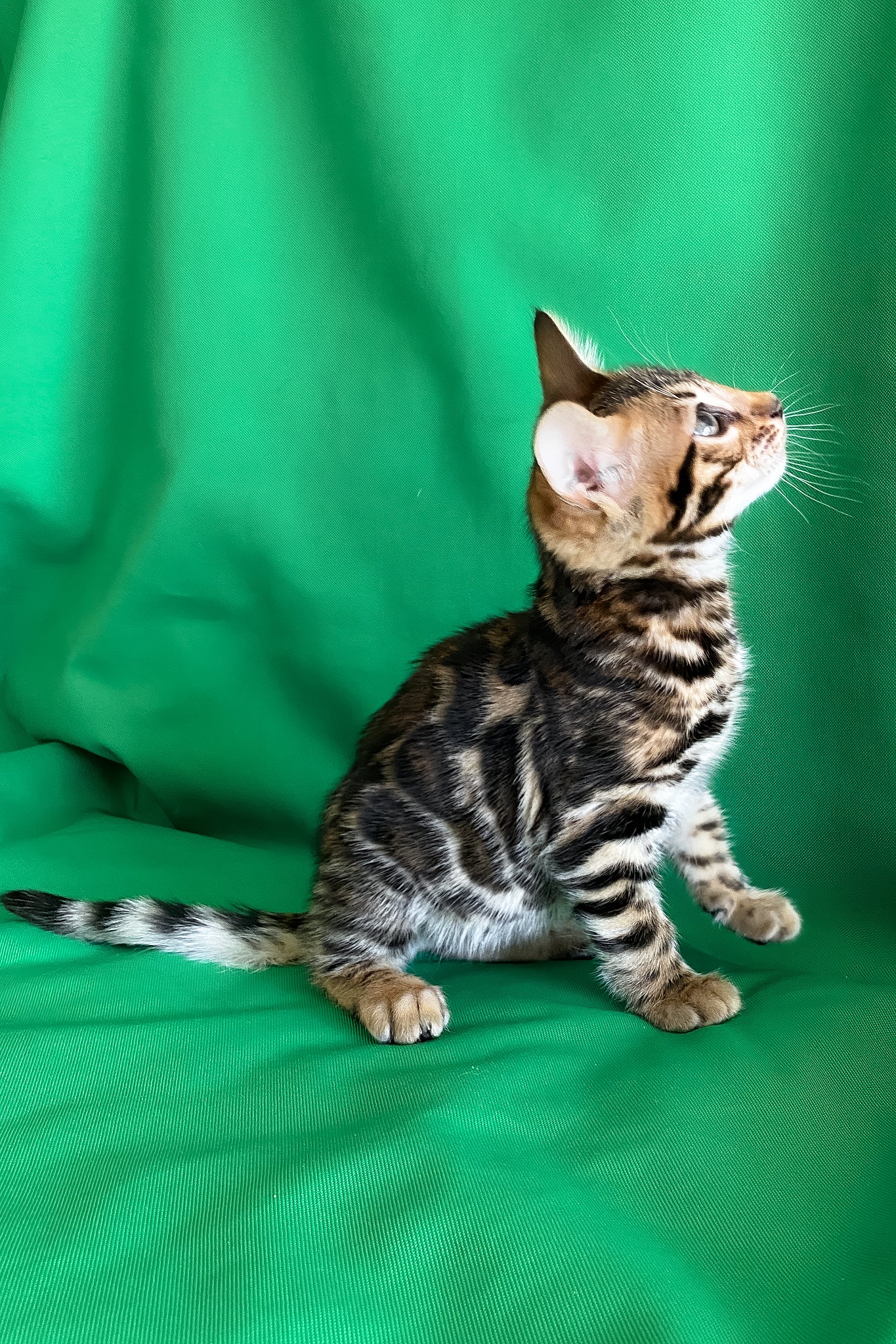 Amir | Bengal Kitten - Image 4