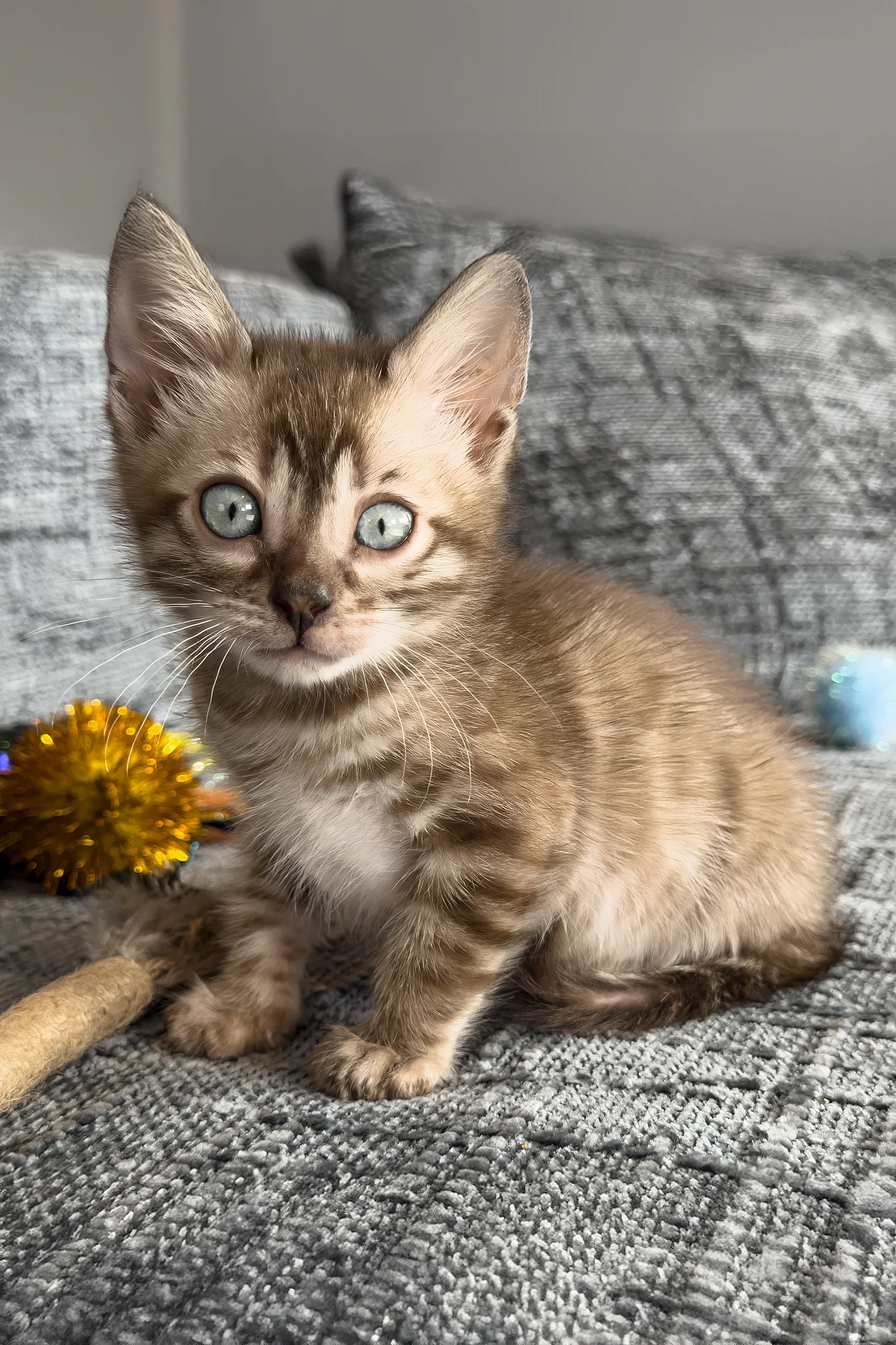 Artemis | Bengal Kitten - Image 5