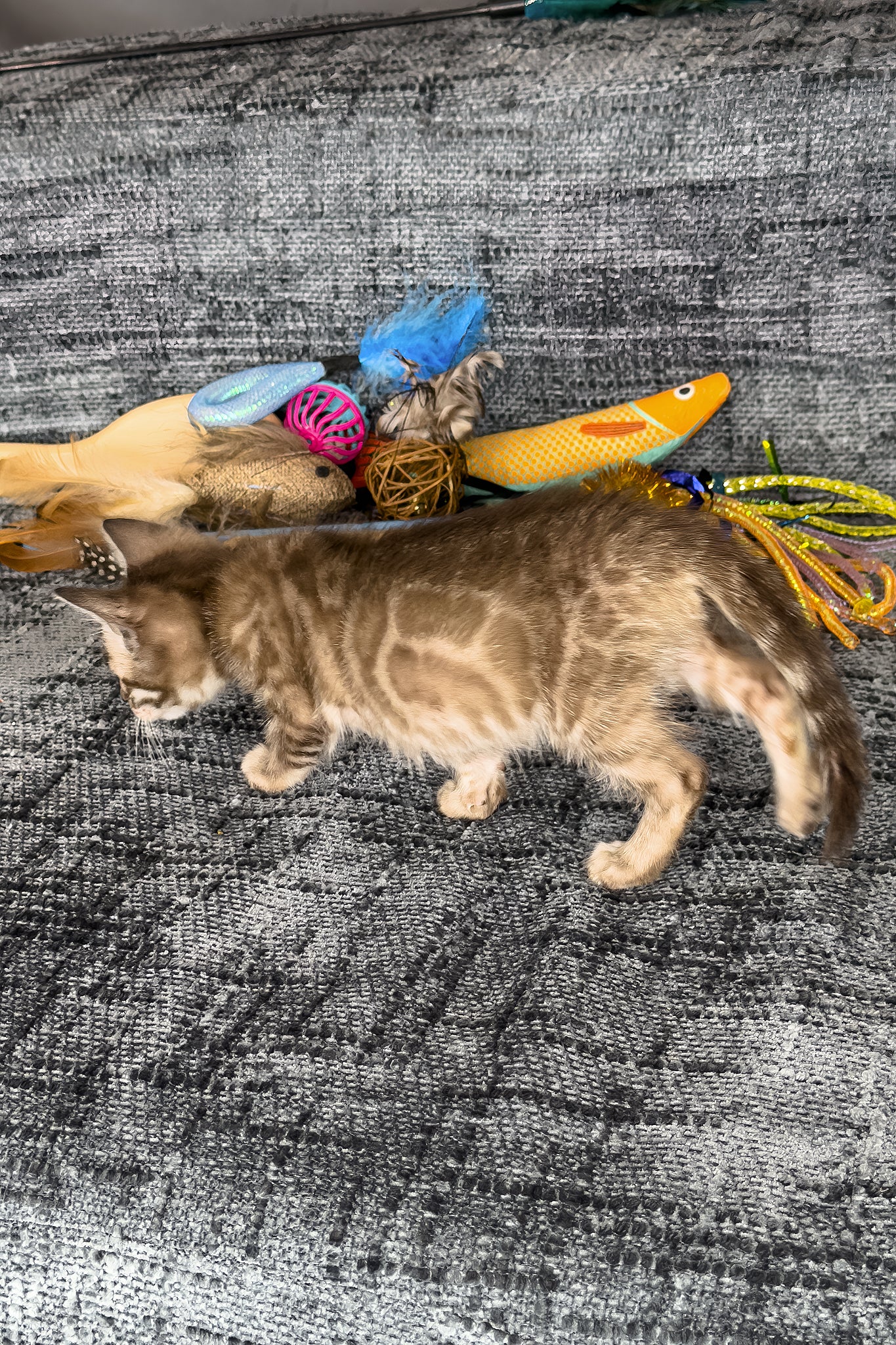 Artemis | Bengal Kitten - Image 6