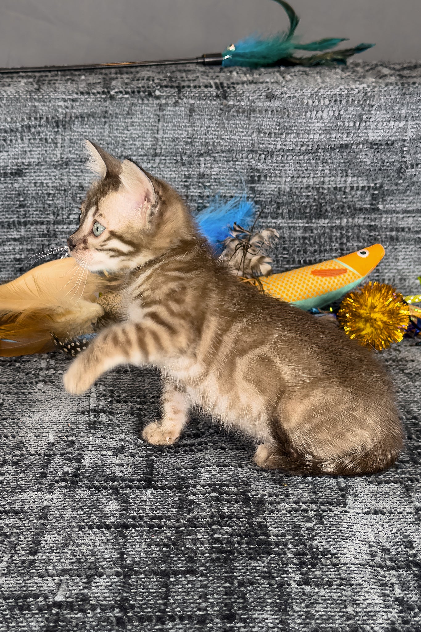 Artemis | Bengal Kitten - Image 7