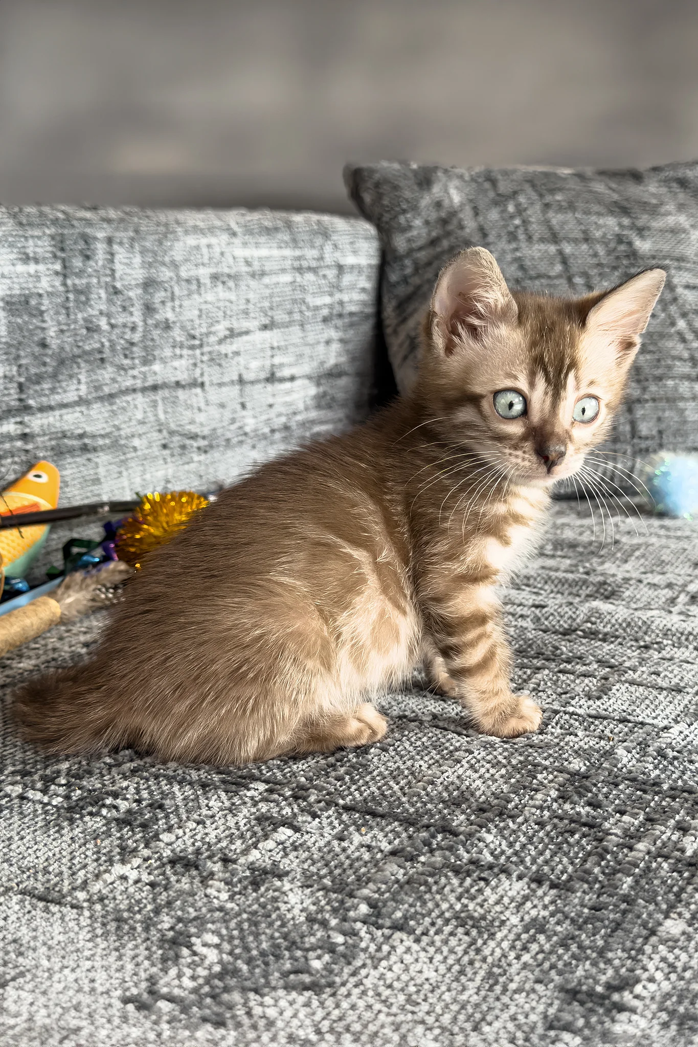 Artemis | Bengal Kitten - Image 9