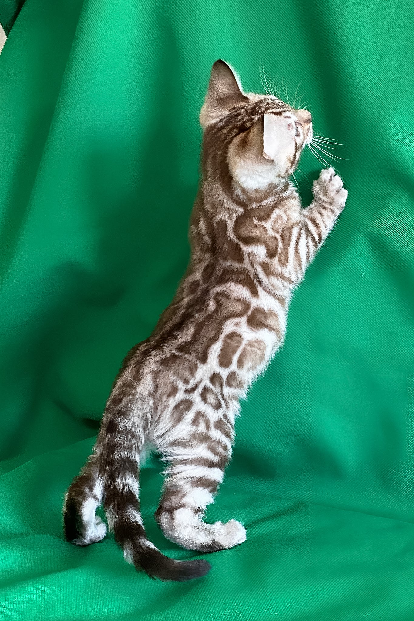 Artur | Bengal Kitten - Image 3