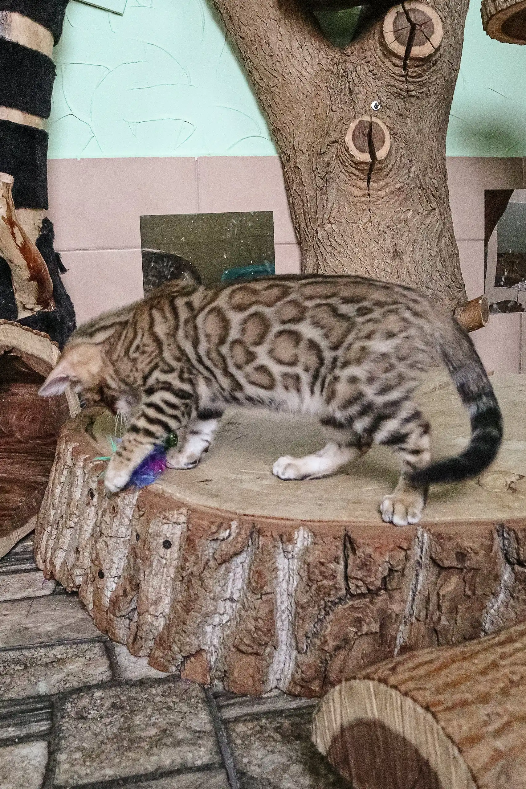Bagir | Bengal Kitten - Image 5