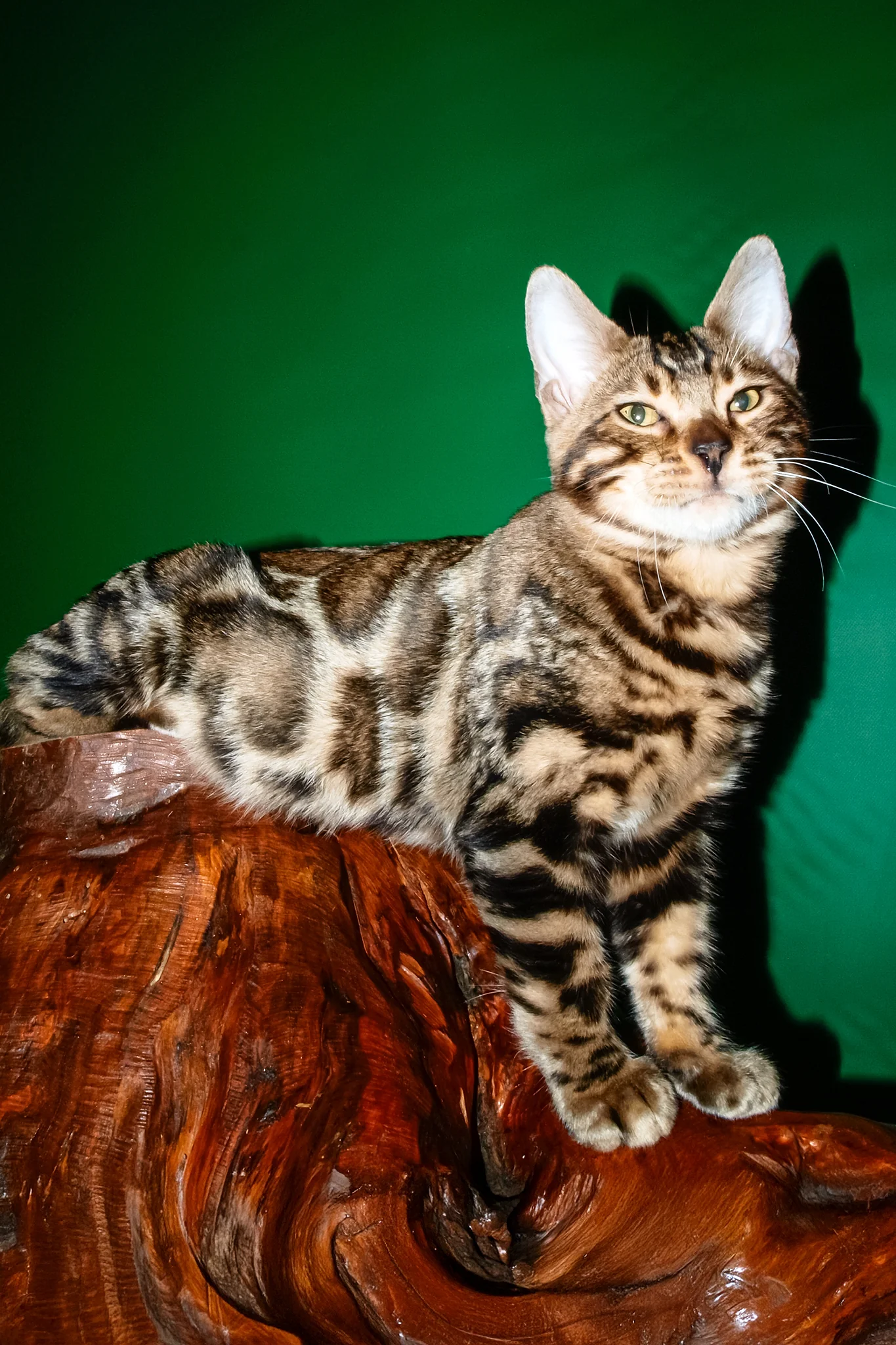 Bari | Bengal Kitten - Image 3