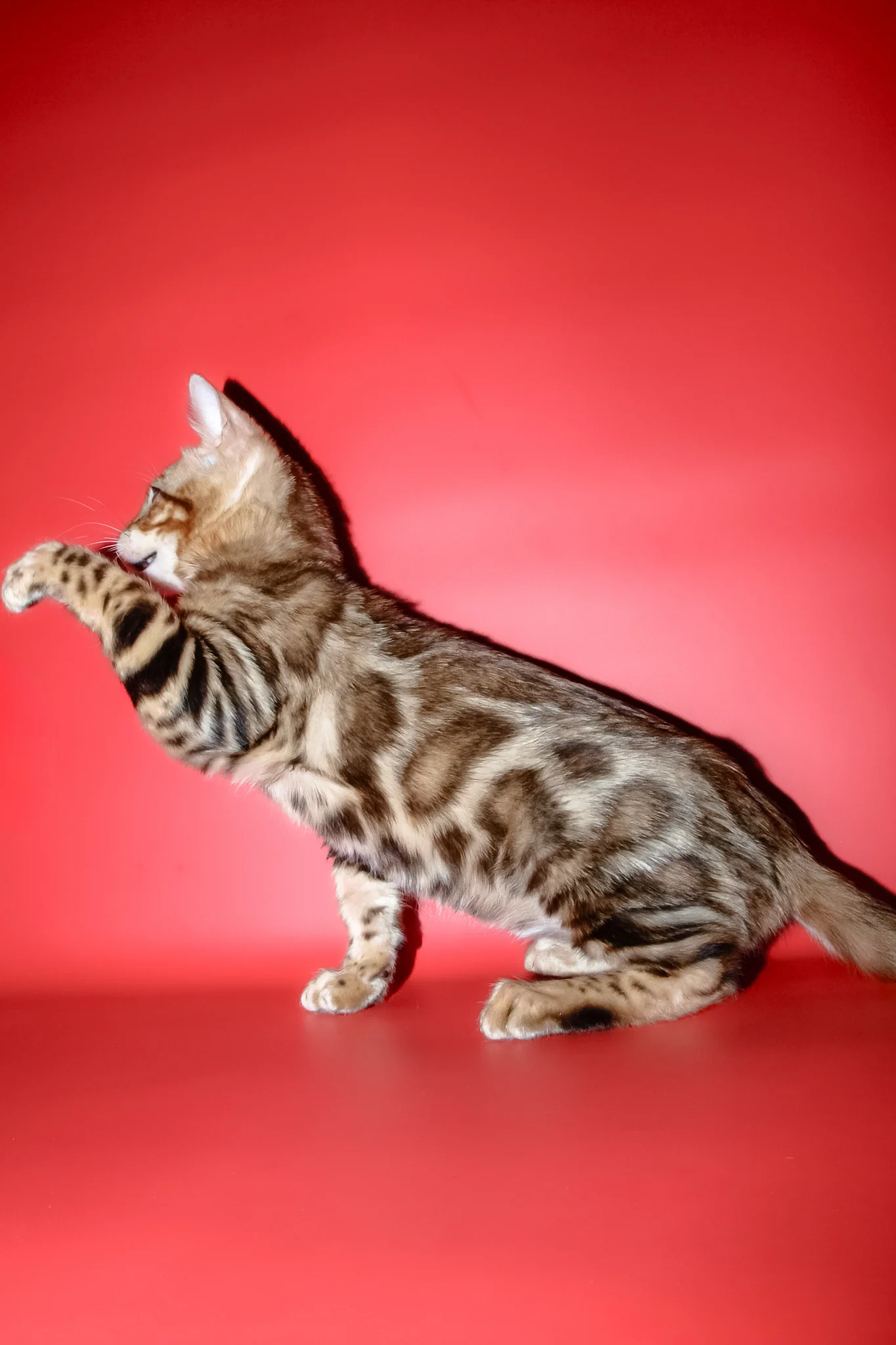 Best | Bengal Kitten - Image 3