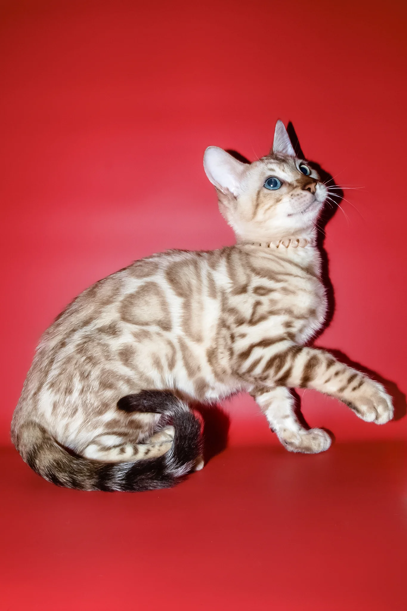 Bruno | Bengal Kitten - Image 11