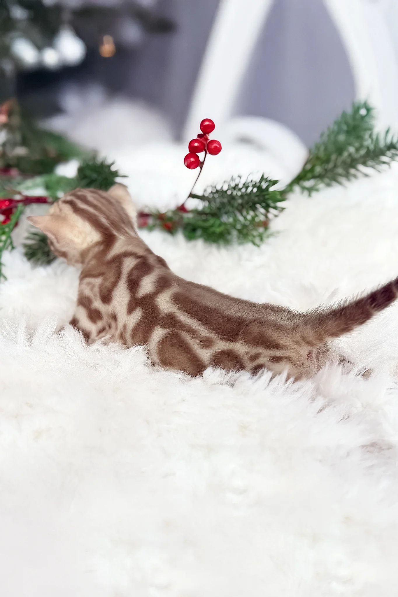 Damir | Bengal Kitten - Image 5