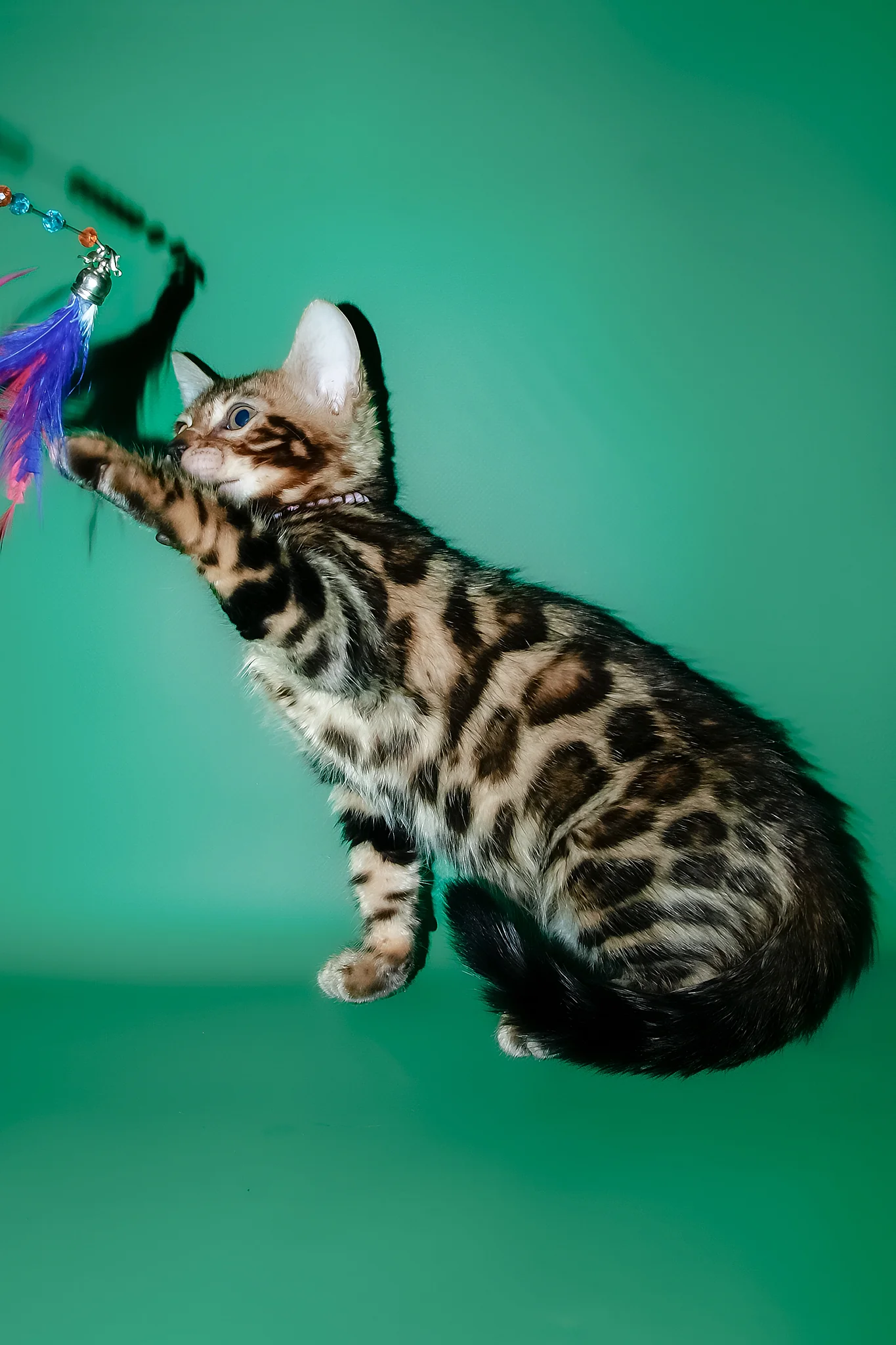 Dendy | Bengal Kitten - Image 5