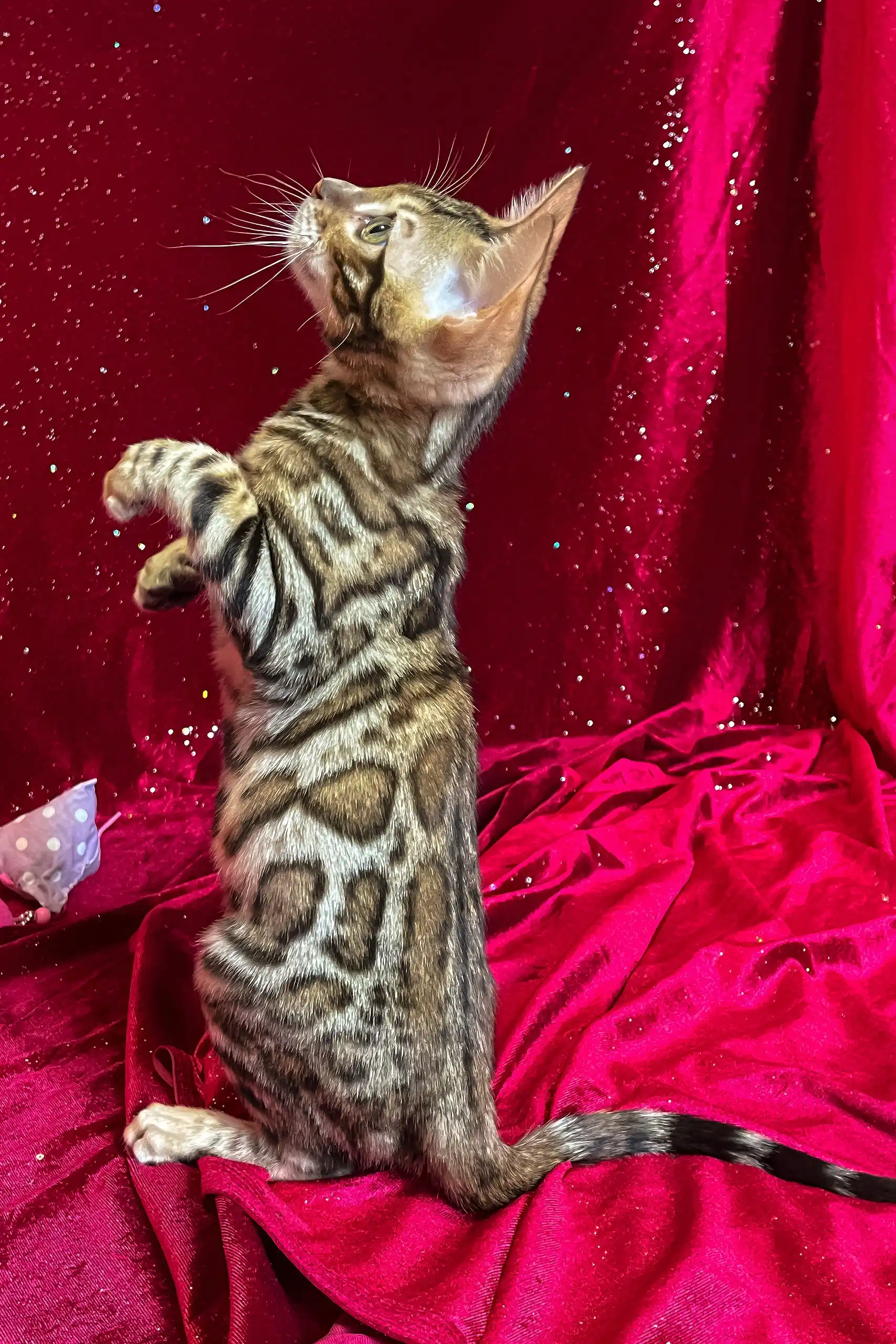 Dexter | Bengal Kitten - Image 4