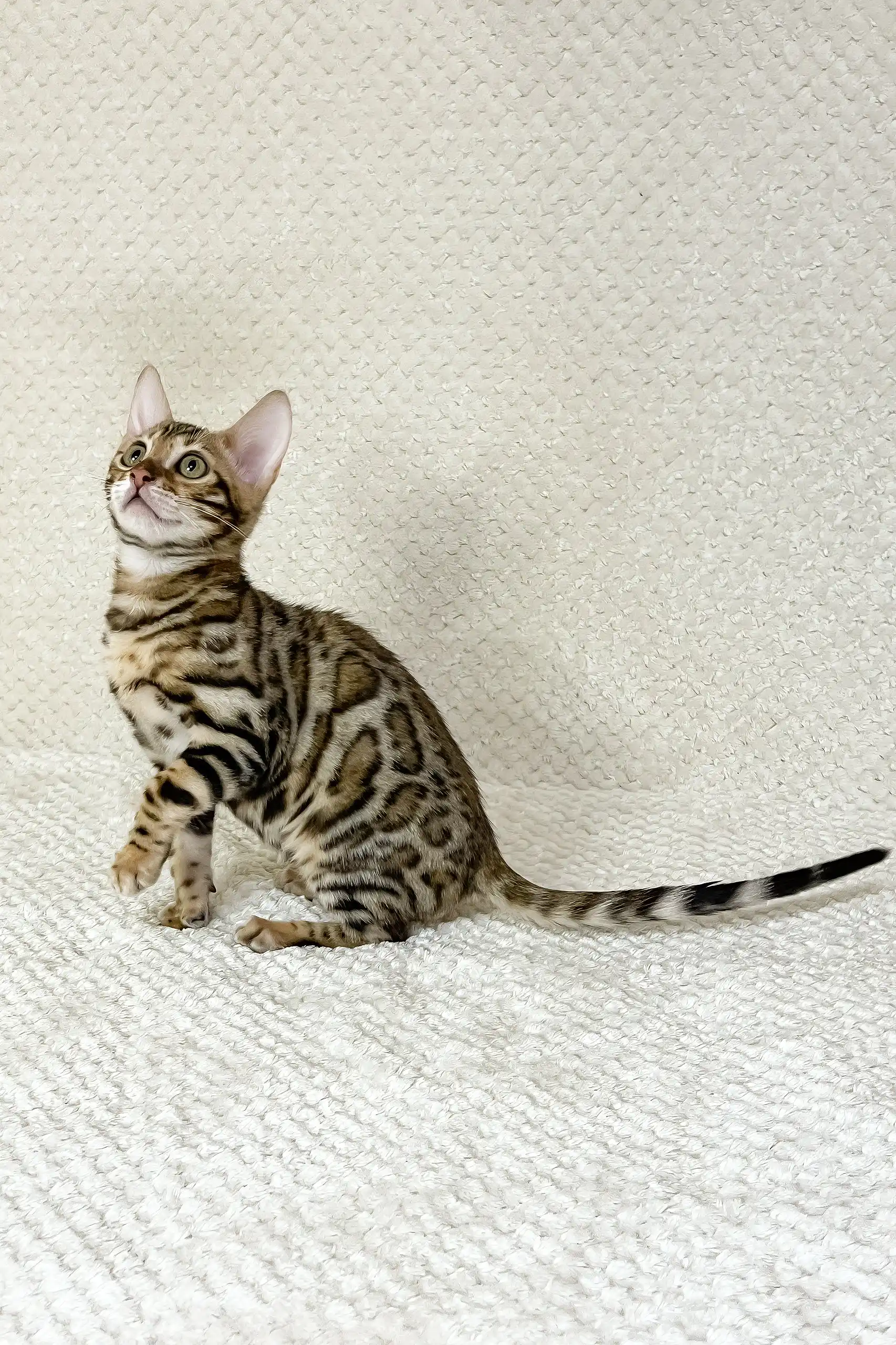 Dexter | Bengal Kitten - Image 5
