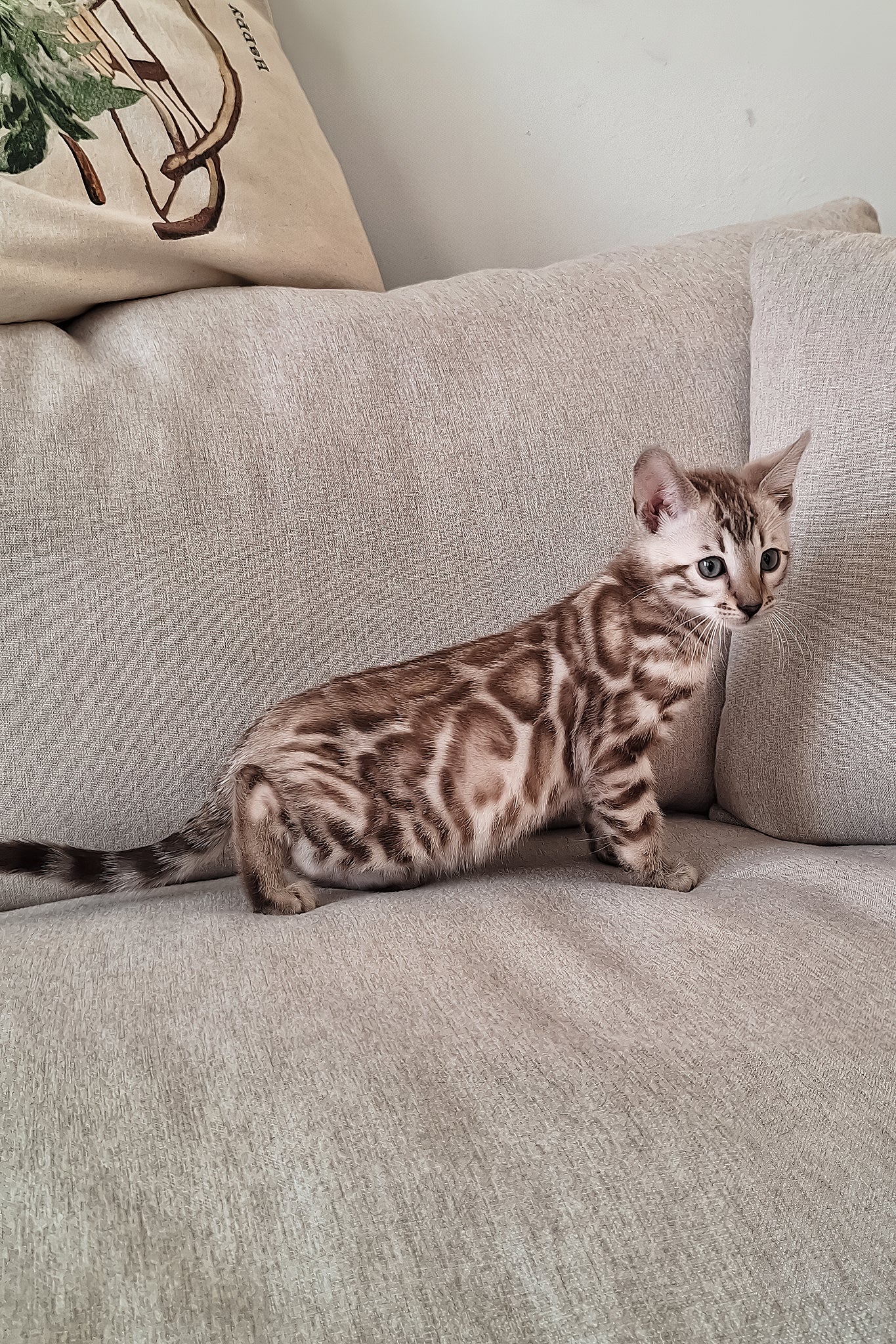 Diesel | Bengal Kitten - Image 2