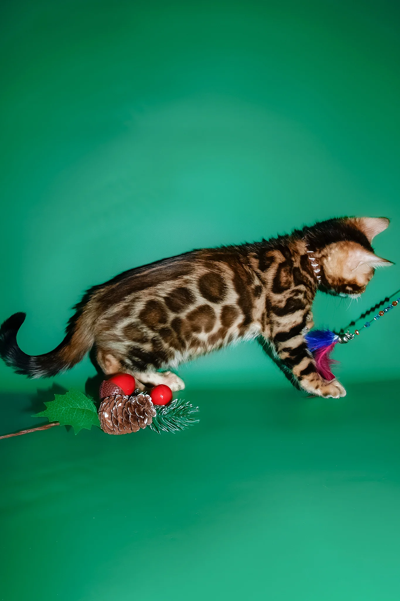 Dik | Bengal Kitten - Image 8