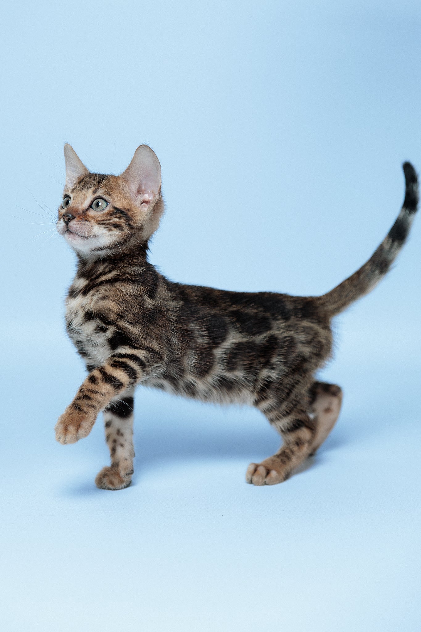 Edward | Bengal Kitten - Image 16