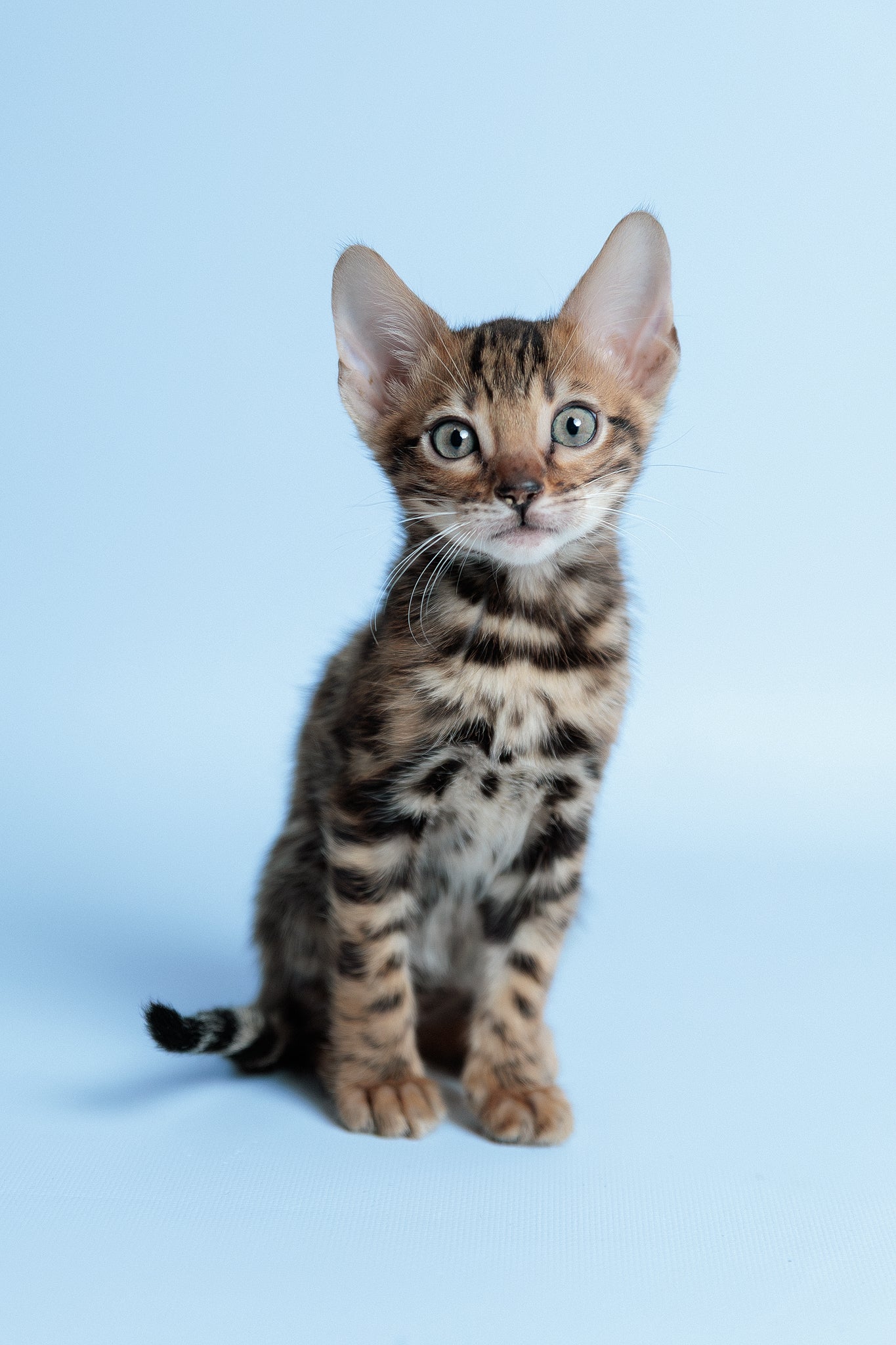 Edward | Bengal Kitten - Image 4