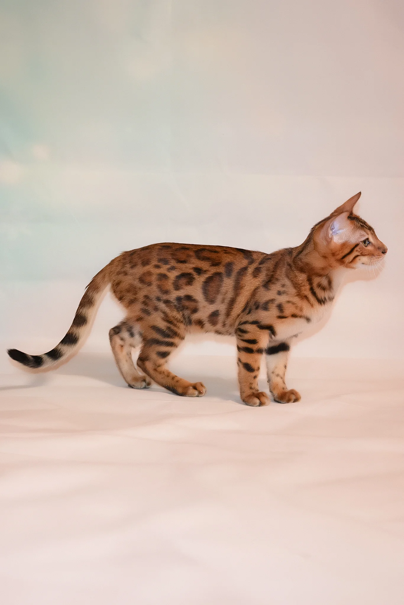 Elwin | Bengal Kitten - Image 6