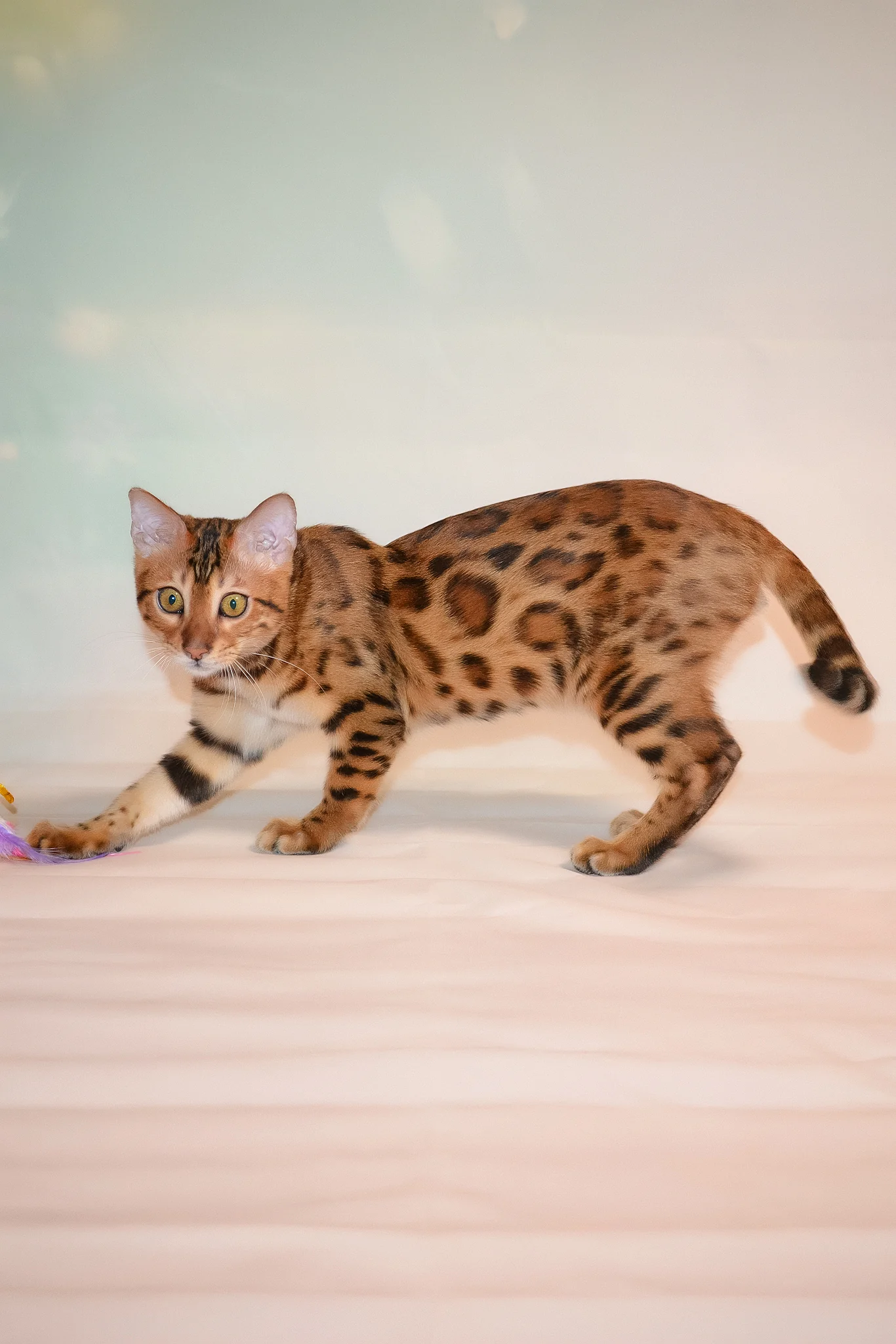 Elwin | Bengal Kitten - Image 8