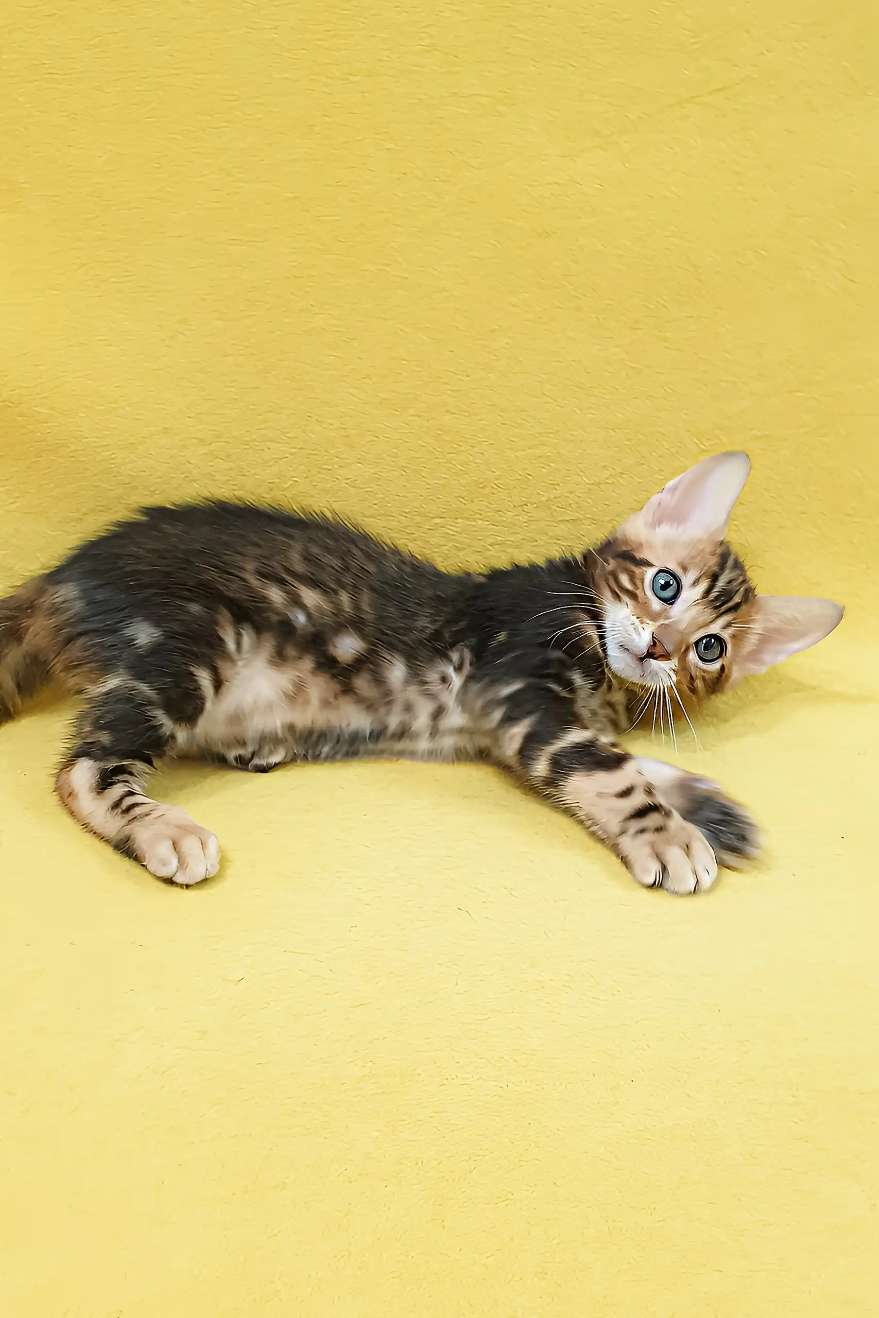 Evan | Bengal Kitten - Image 2