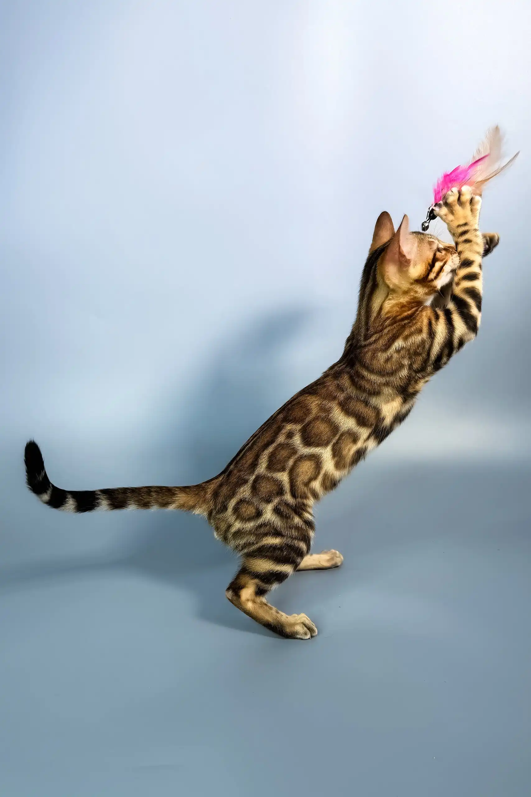 Everest | Bengal Kitten - Image 8