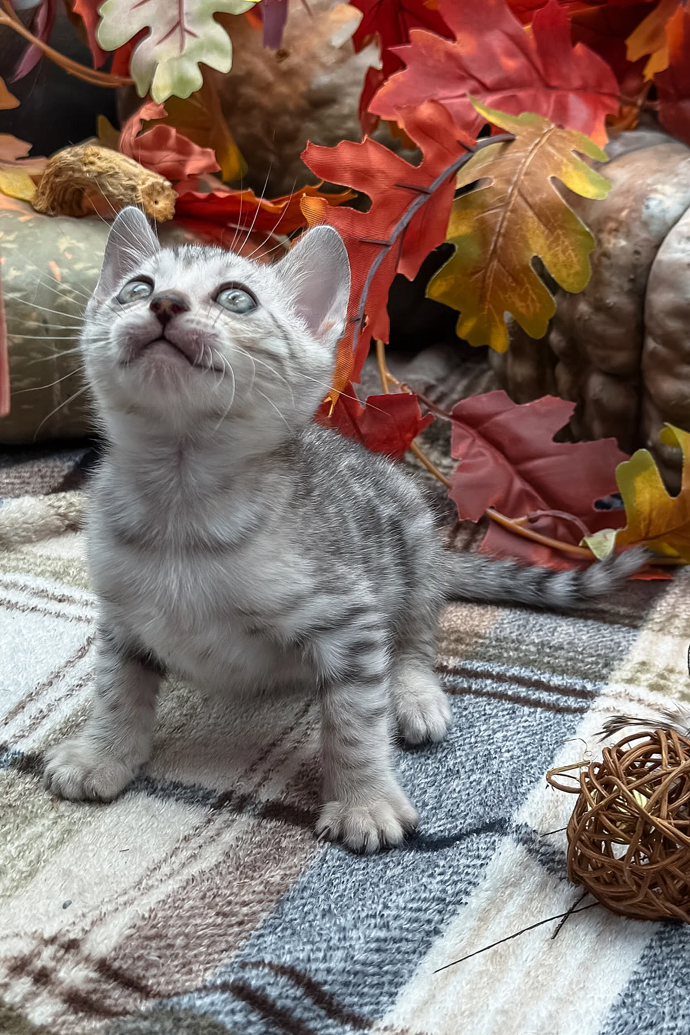 Fandral | Bengal Kitten - Image 12