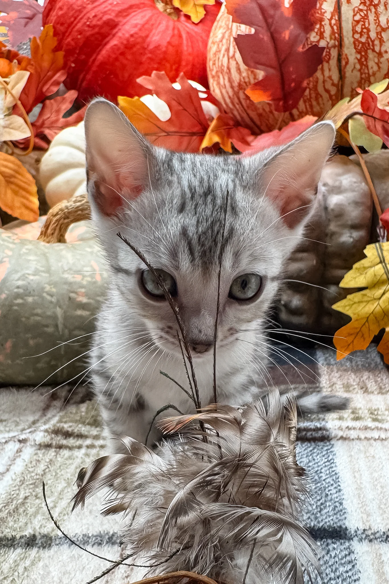 Fandral | Bengal Kitten - Image 13
