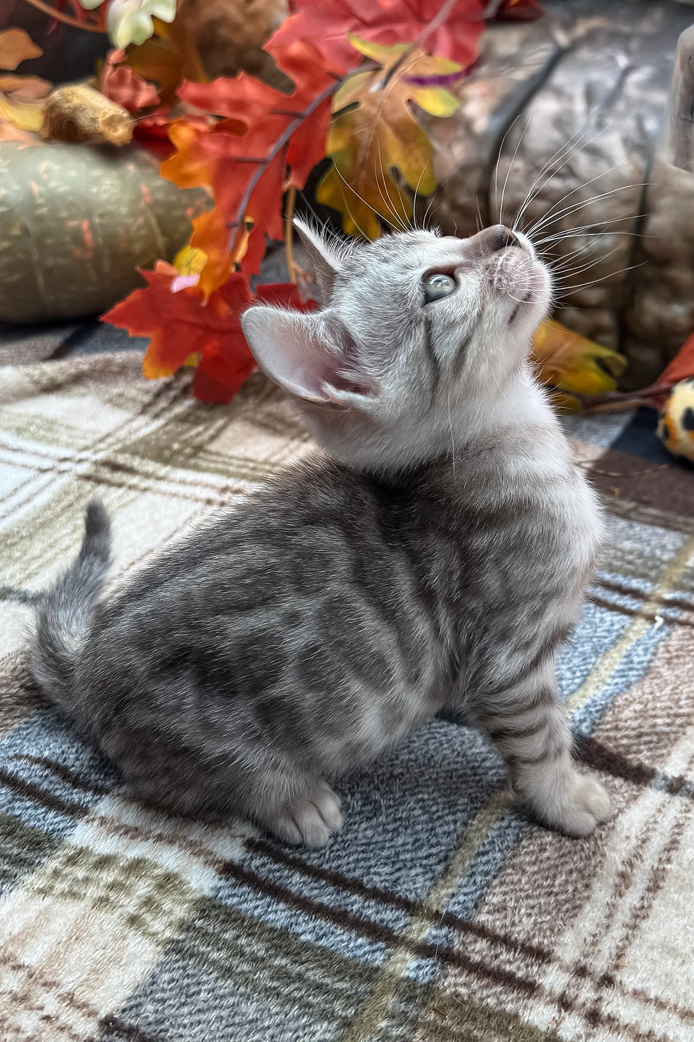 Fandral | Bengal Kitten - Image 14