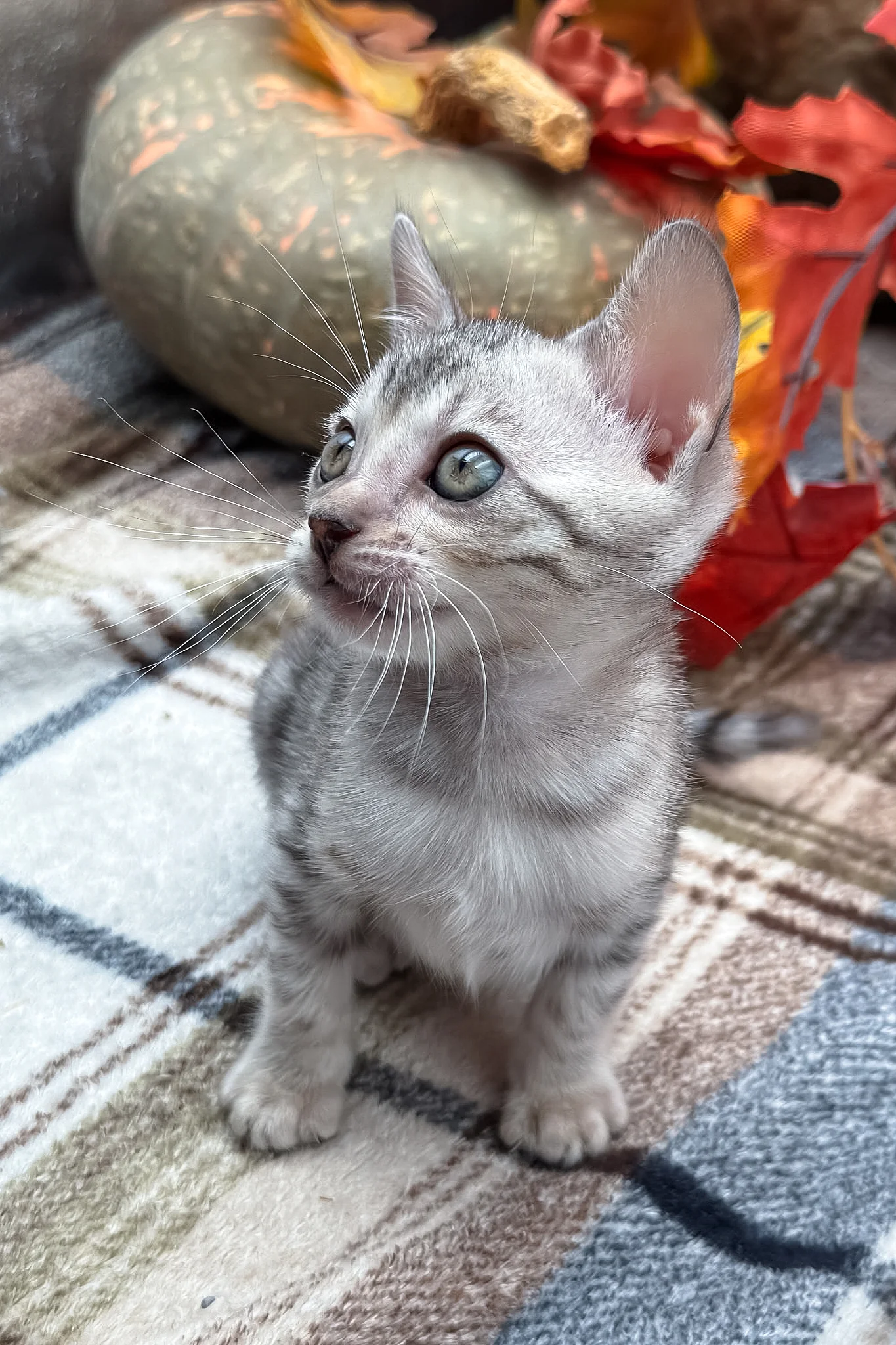 Fandral | Bengal Kitten - Image 15