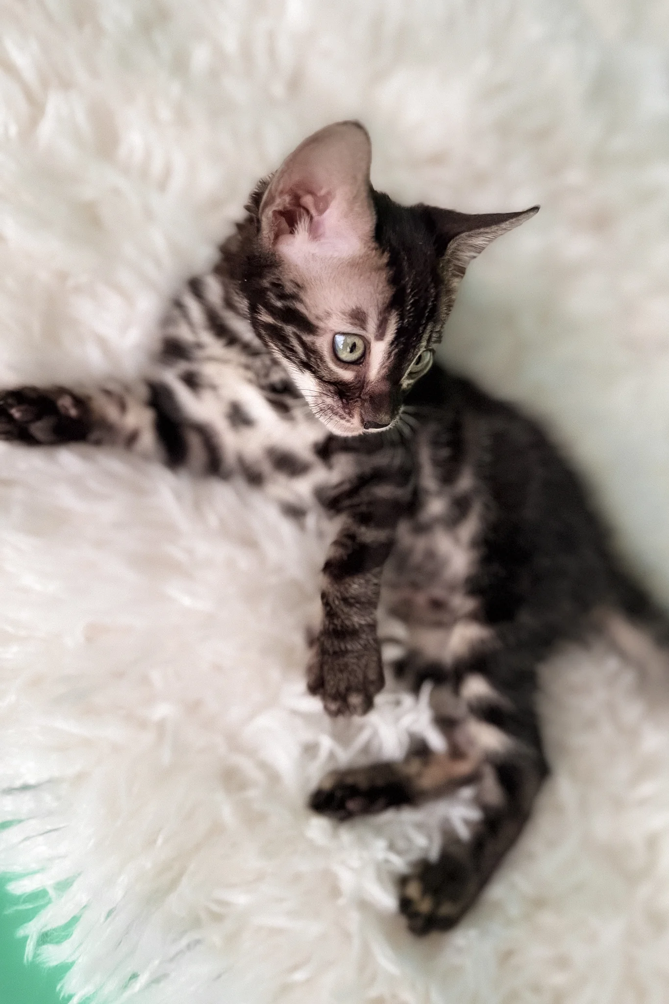 Fargo | Bengal Kitten - Image 5