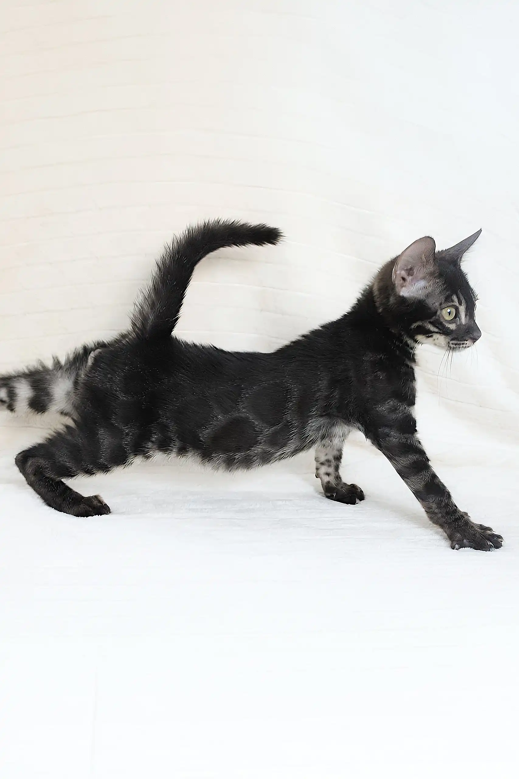 Fedor | Bengal Kitten - Image 4