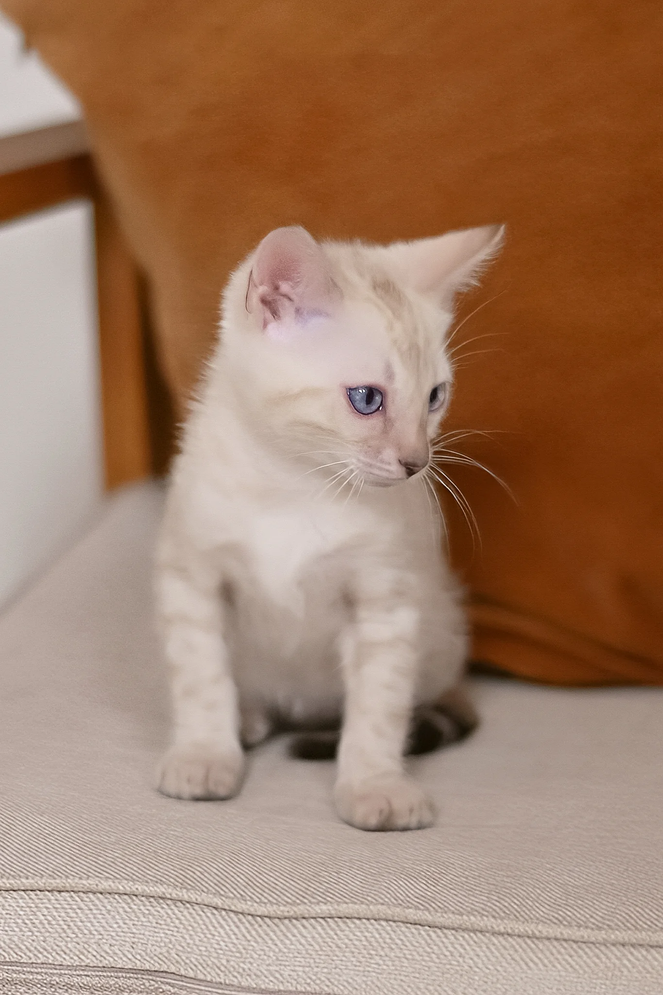 Frost | Bengal Kitten - Image 3