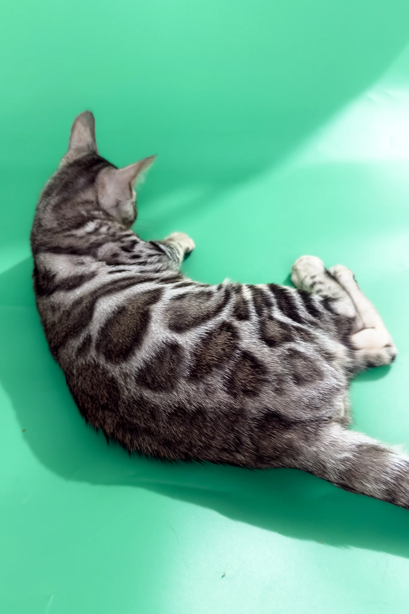 Graf | Bengal Kitten - Image 4