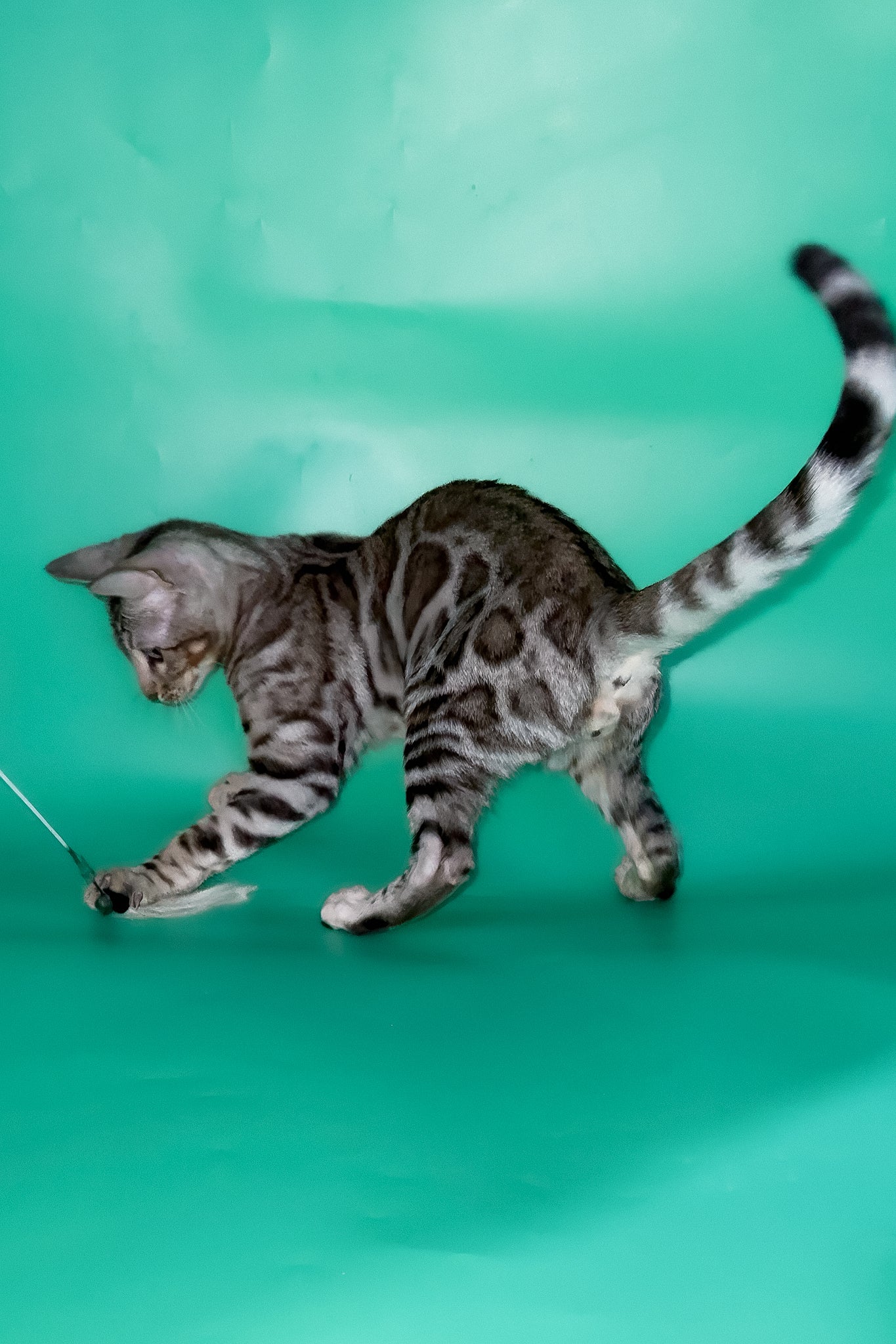 Graf | Bengal Kitten - Image 5
