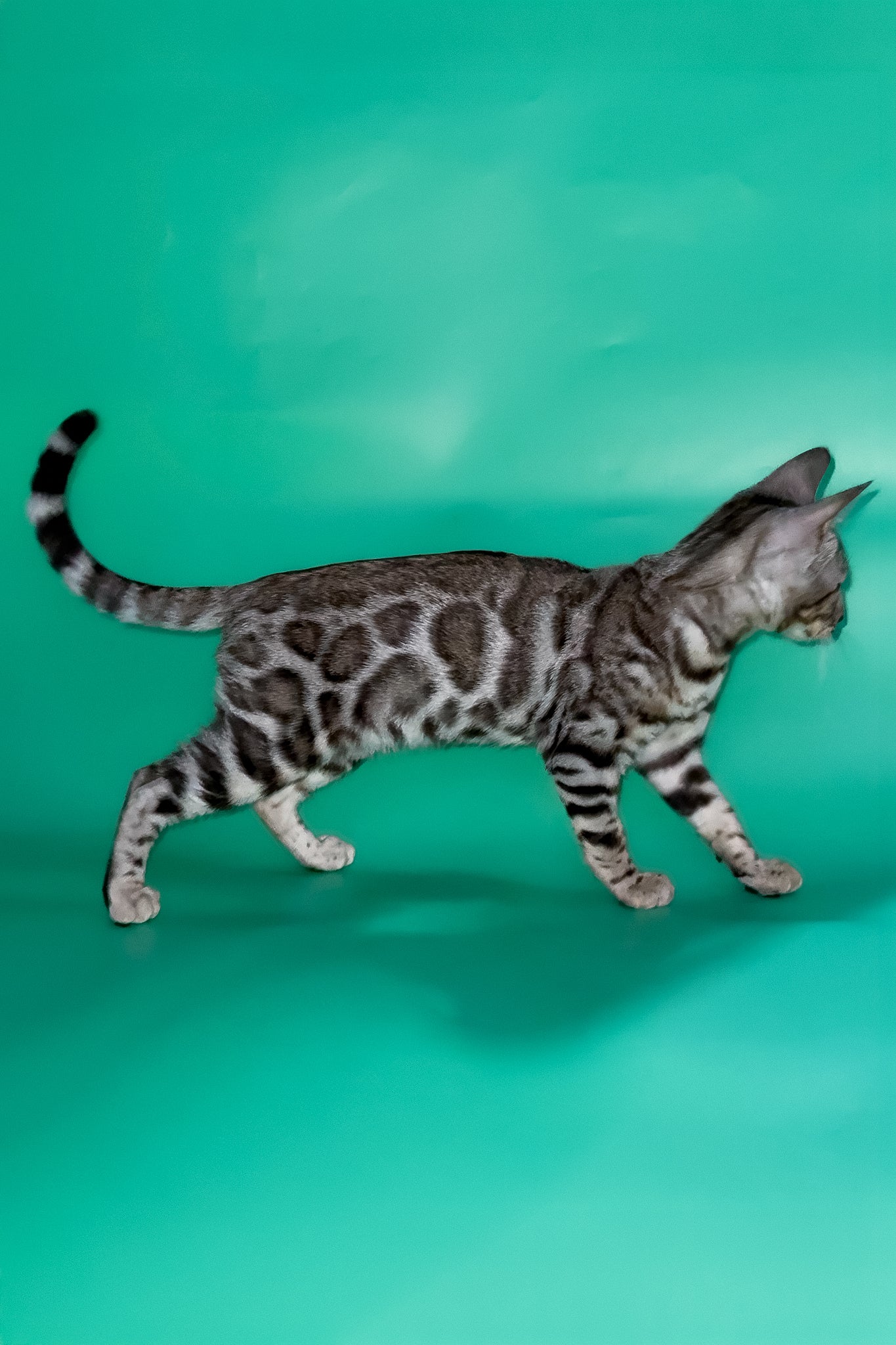 Graf | Bengal Kitten - Image 7