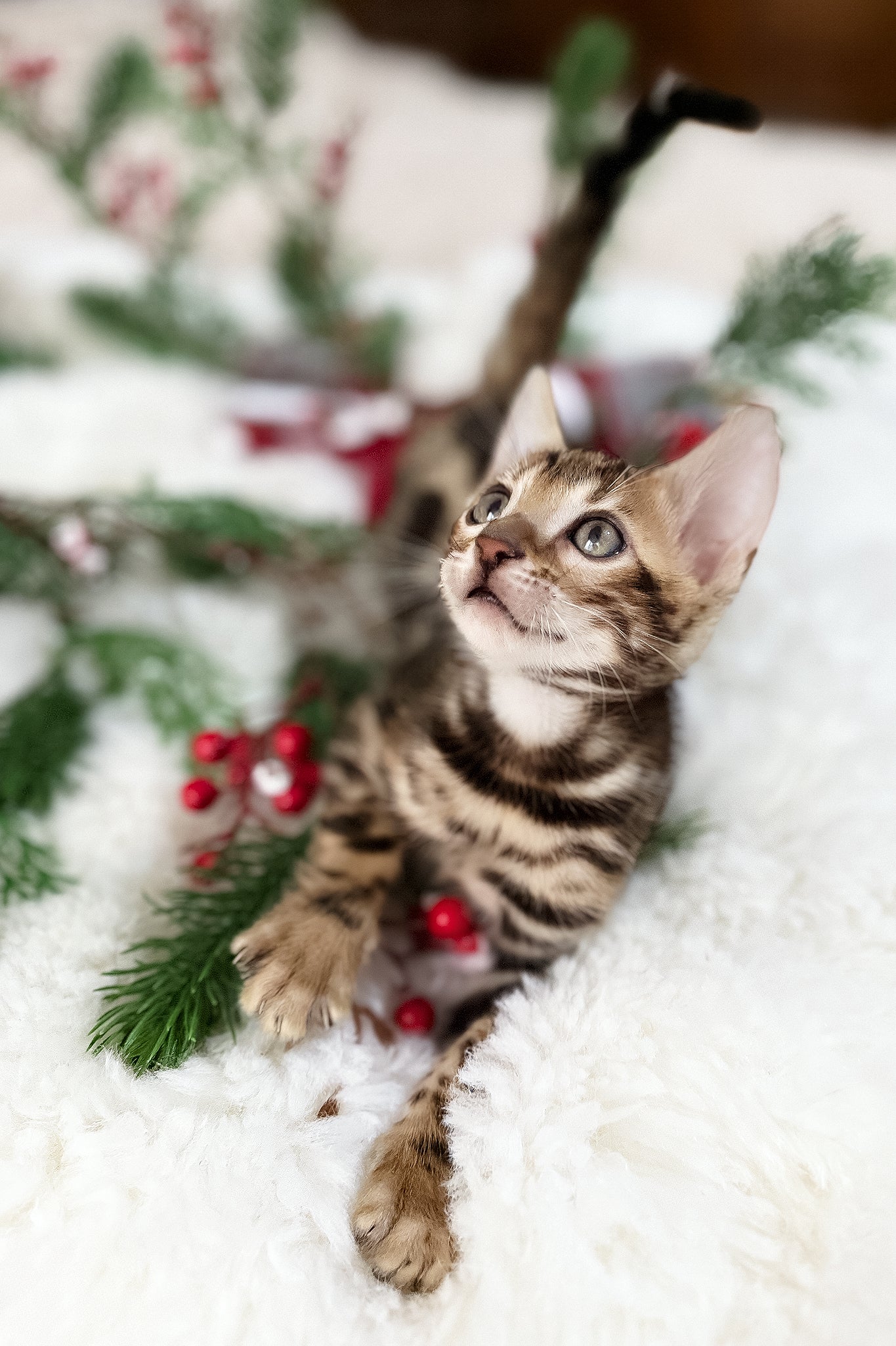 Gustav | Bengal Kitten - Image 2