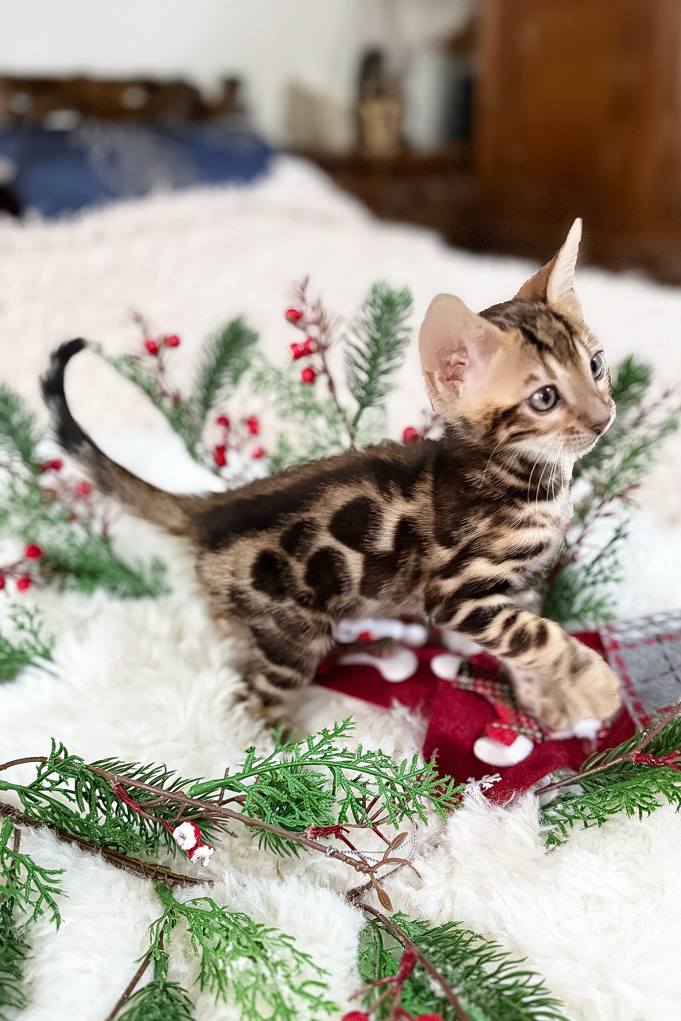 Gustav | Bengal Kitten - Image 3