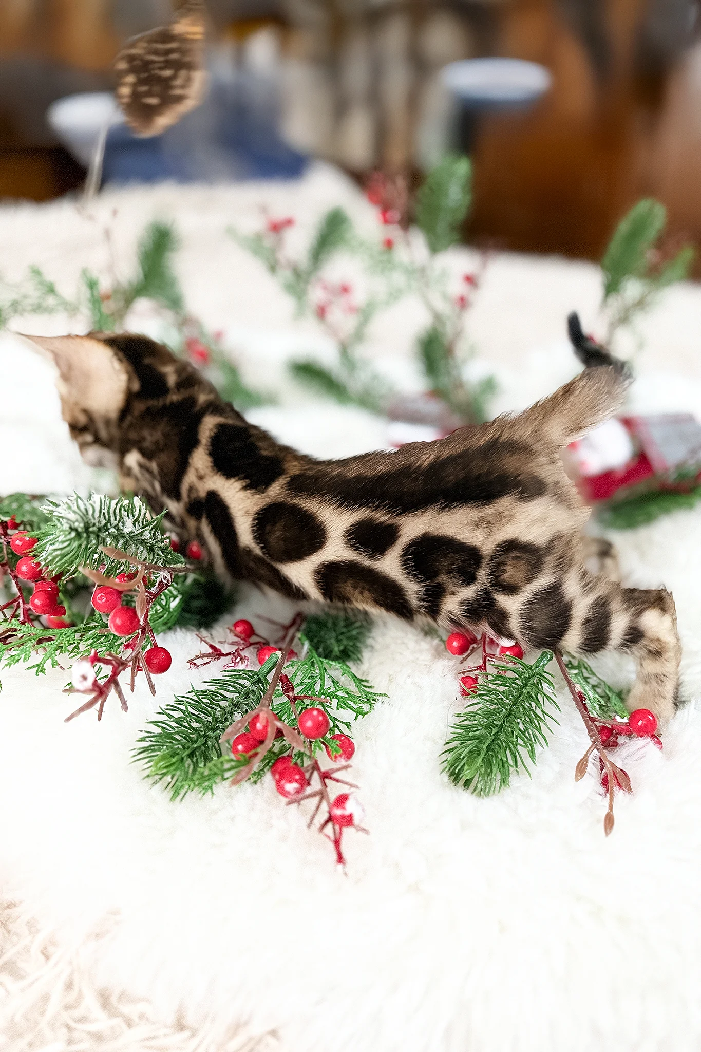 Gustav | Bengal Kitten - Image 6