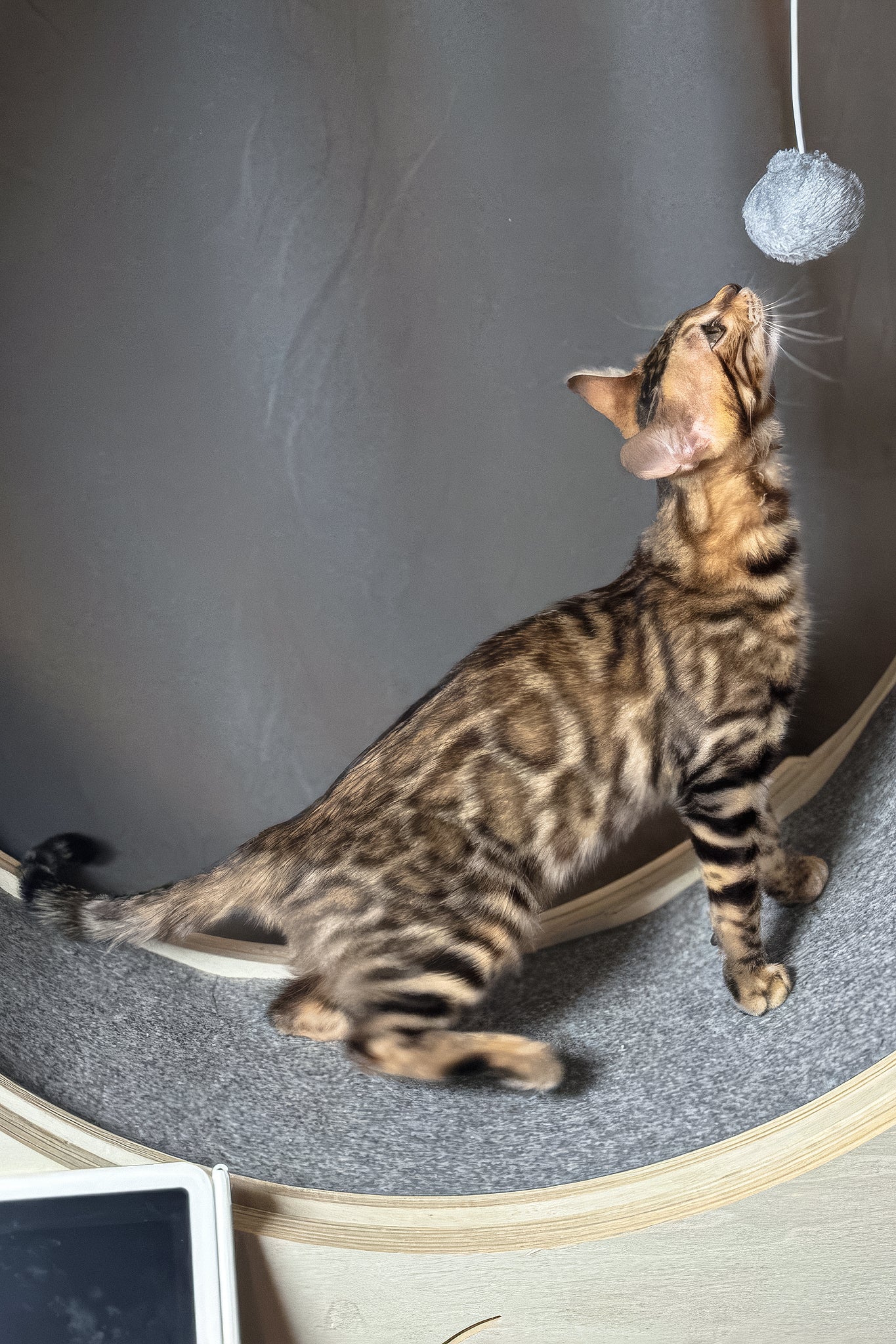 Hercules | Bengal Kitten - Image 3