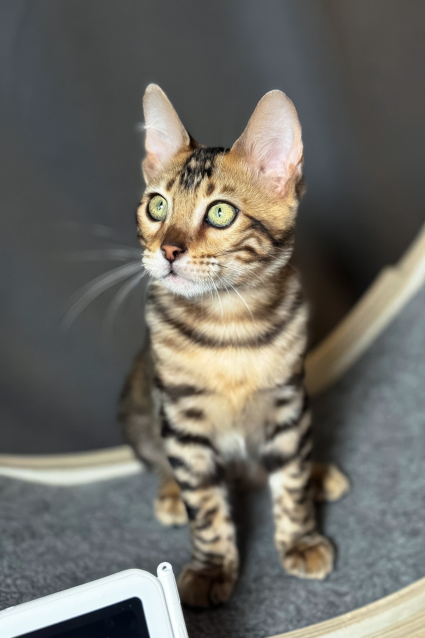 Hercules | Bengal Kitten - Image 4