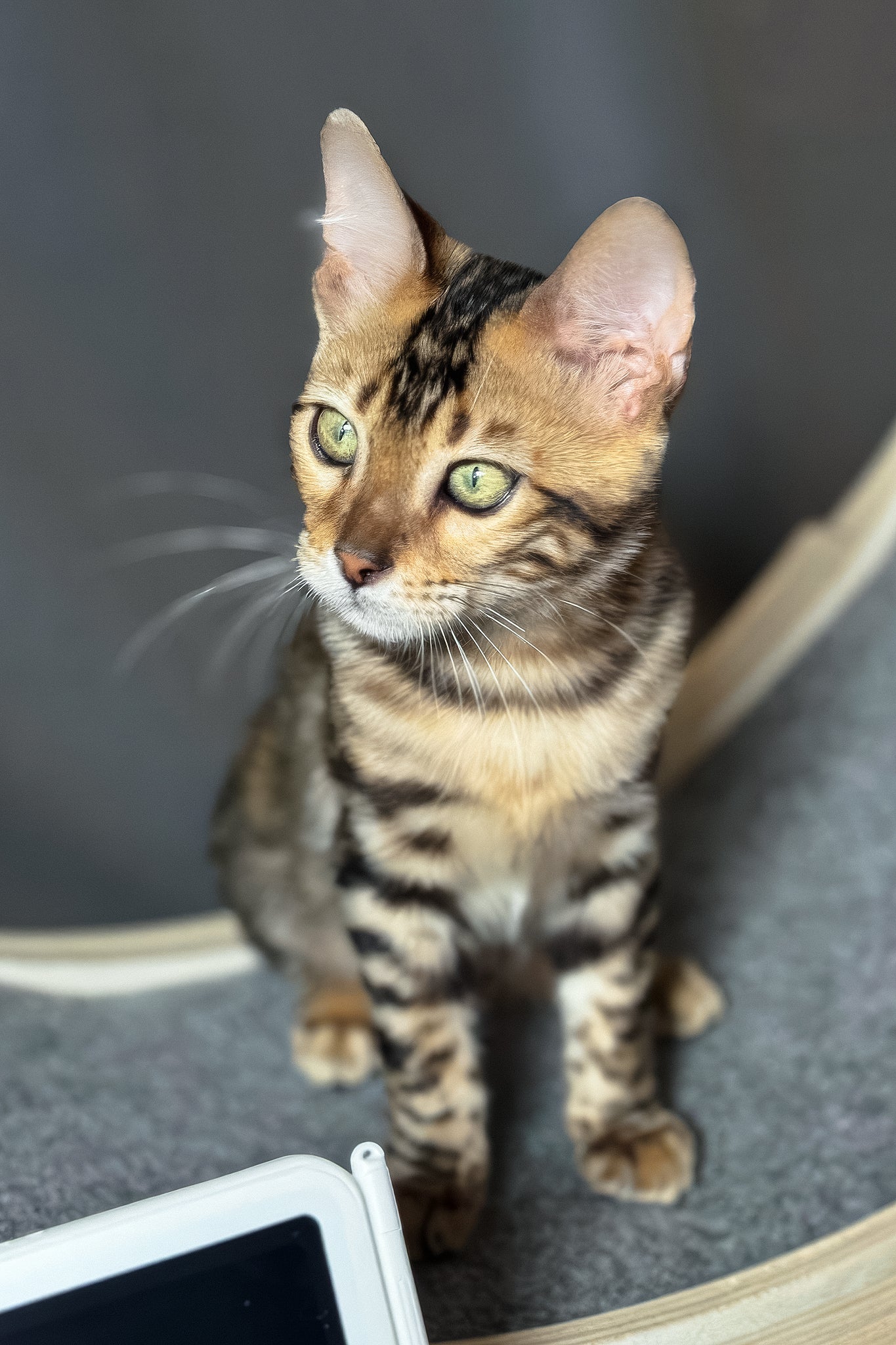 Hercules | Bengal Kitten - Image 5