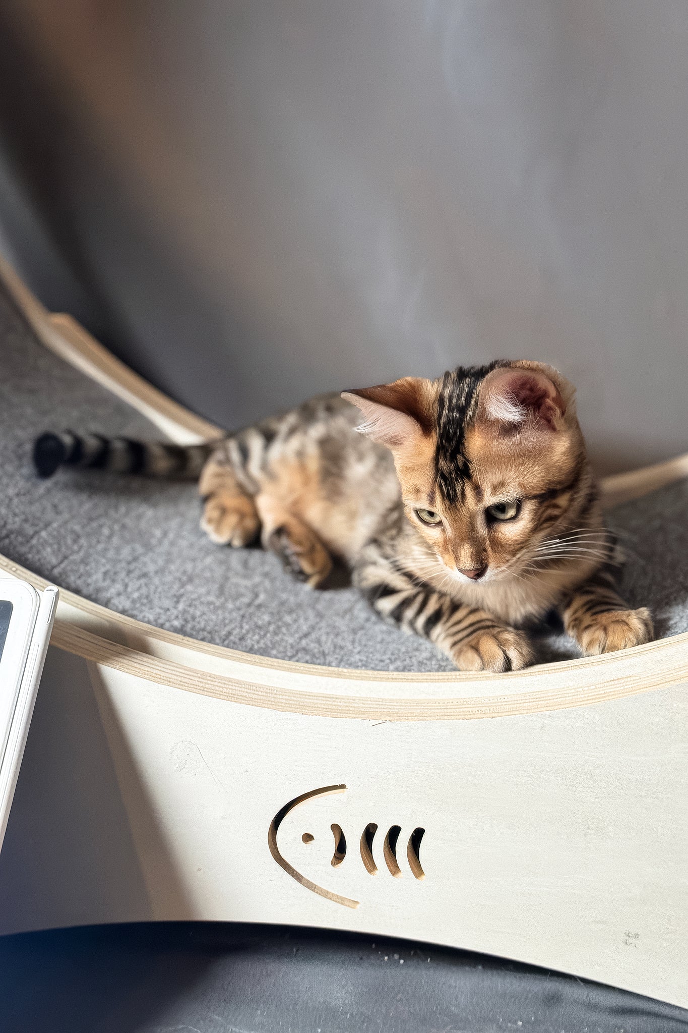 Hercules | Bengal Kitten - Image 7