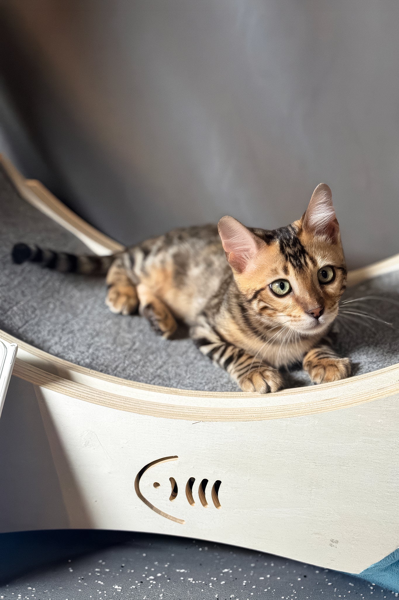 Hercules | Bengal Kitten - Image 8