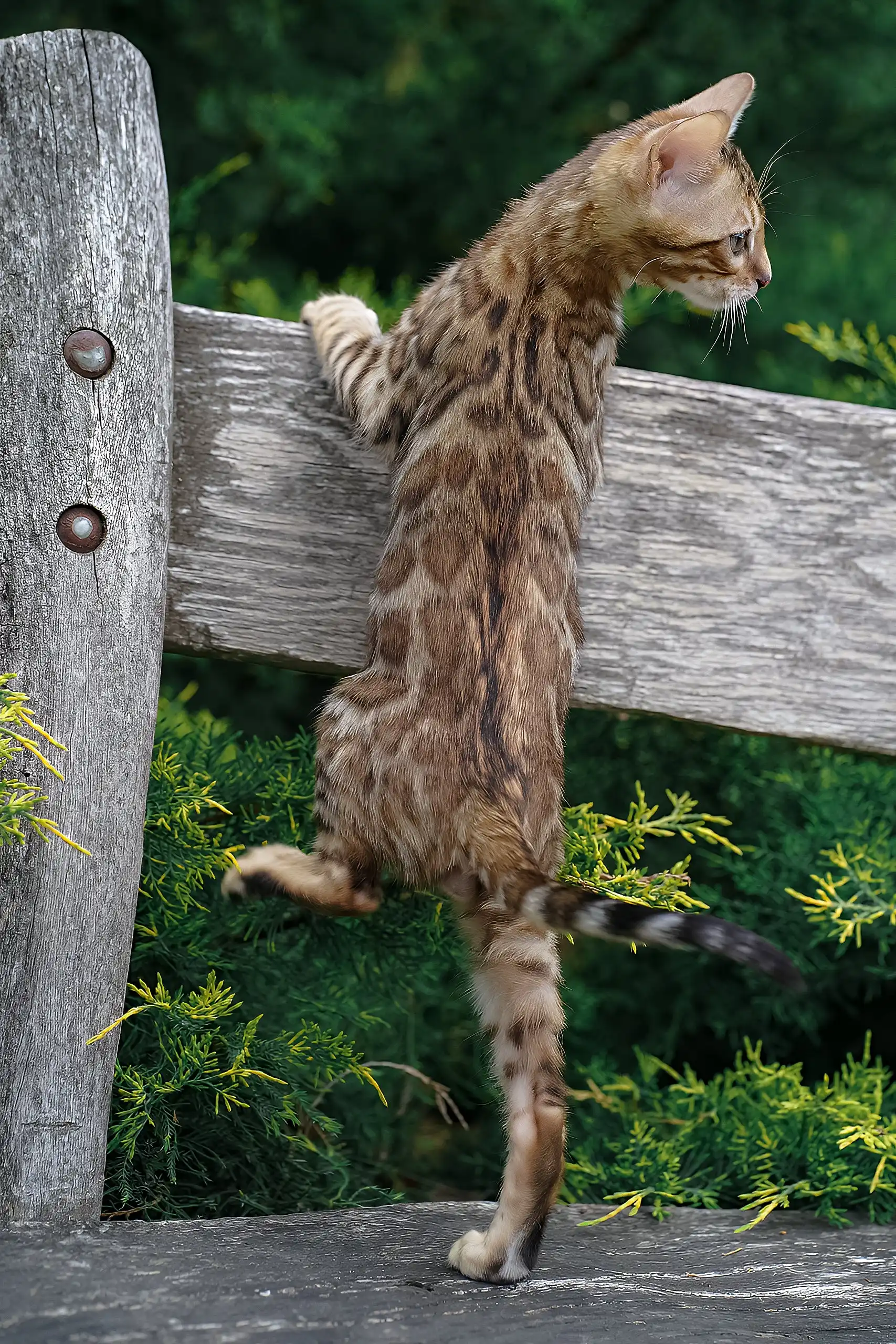Ileos | Bengal Kitten - Image 11