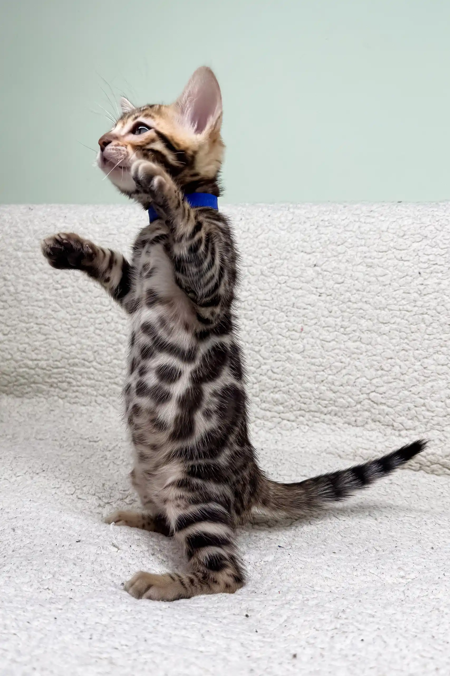 Jackpot | Bengal Kitten - Image 2