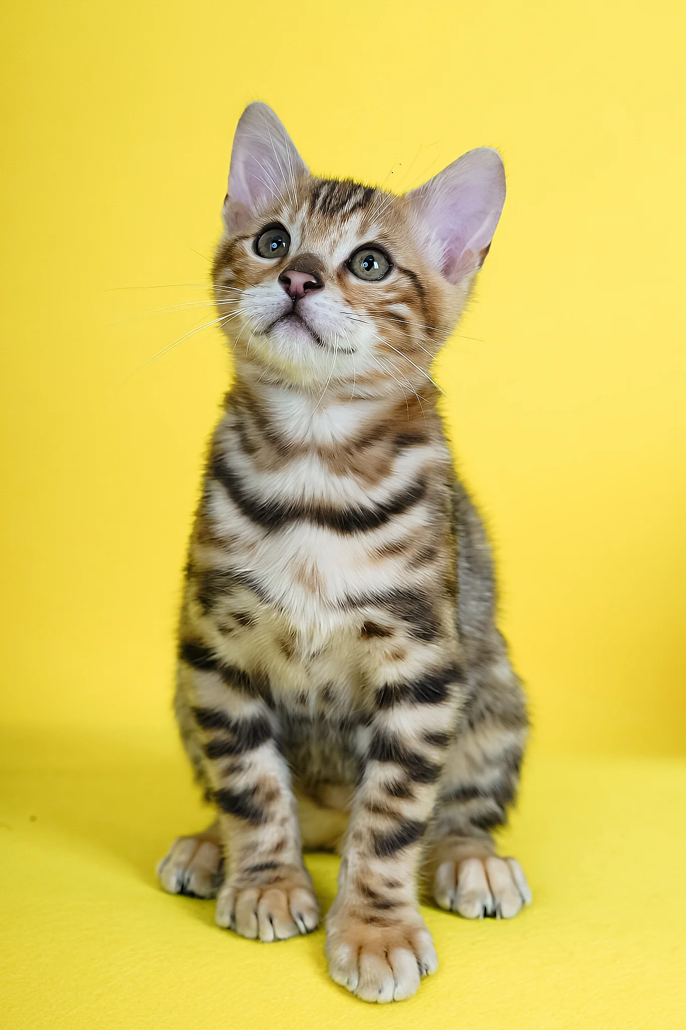 Jayson | Bengal Kitten - Image 2
