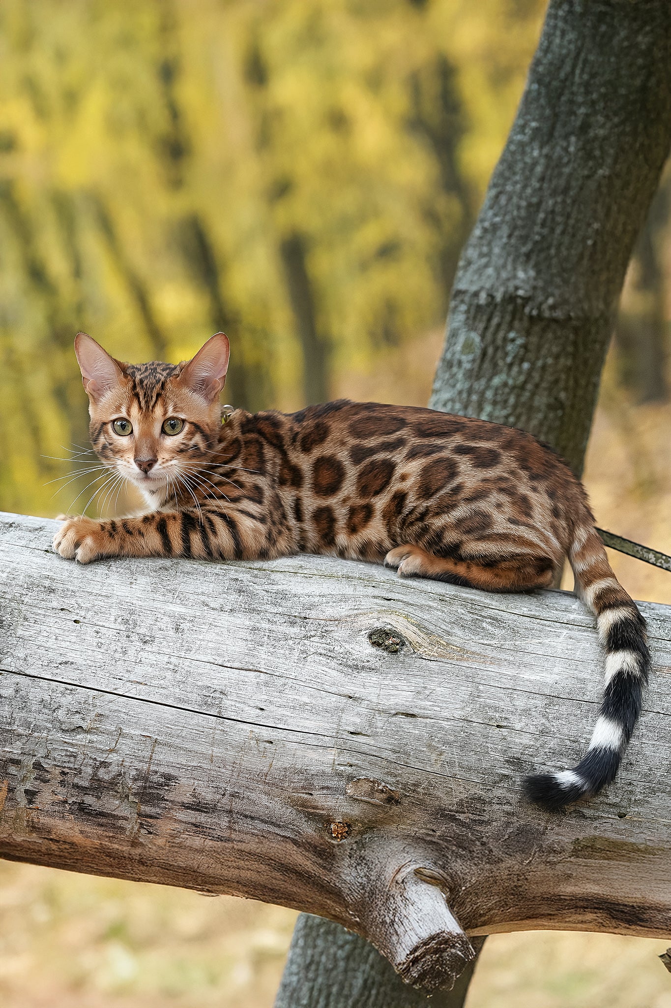Kemal | Bengal Kitten - Image 4