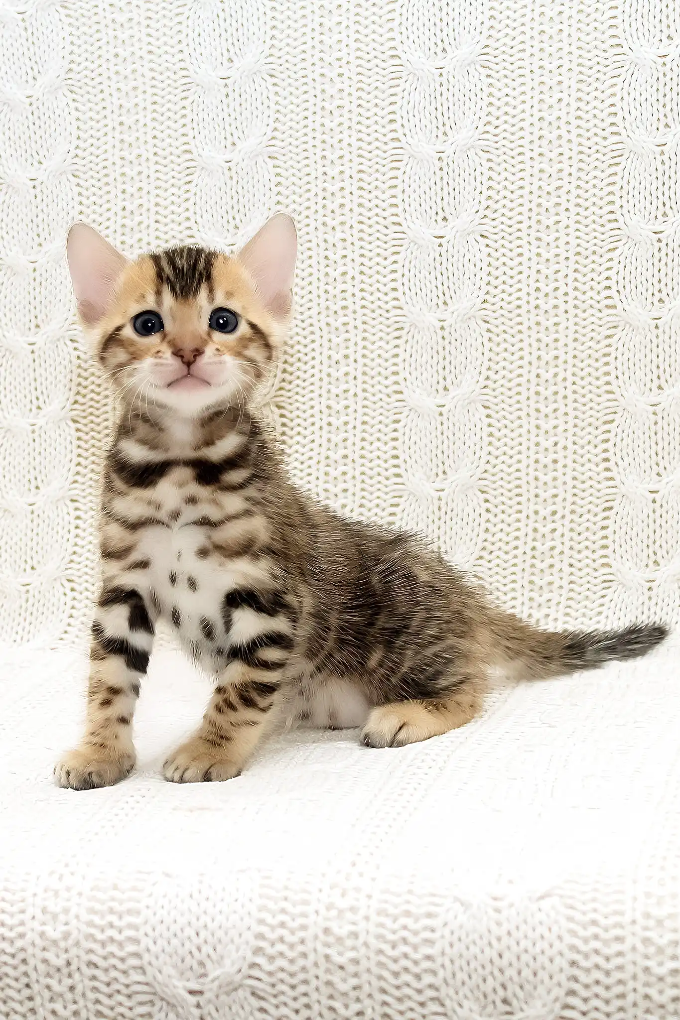 Krocus | Bengal Kitten - Image 2