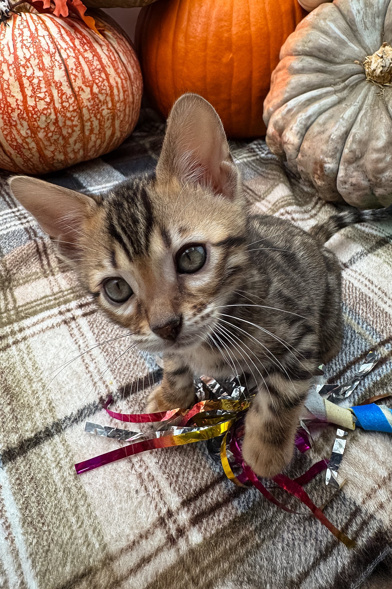 Loki | Bengal Kitten - Image 7