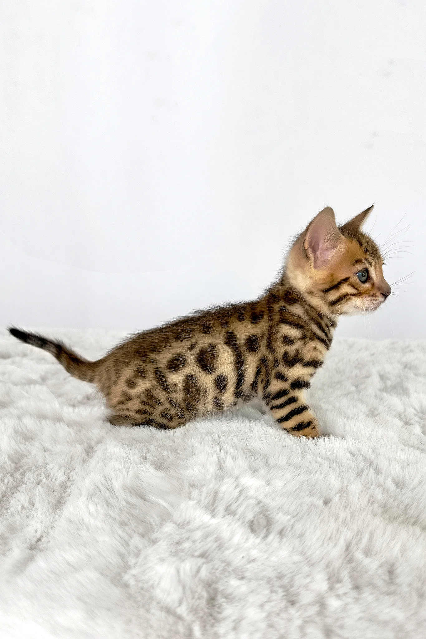 Loki | Bengal Kitten - Image 8