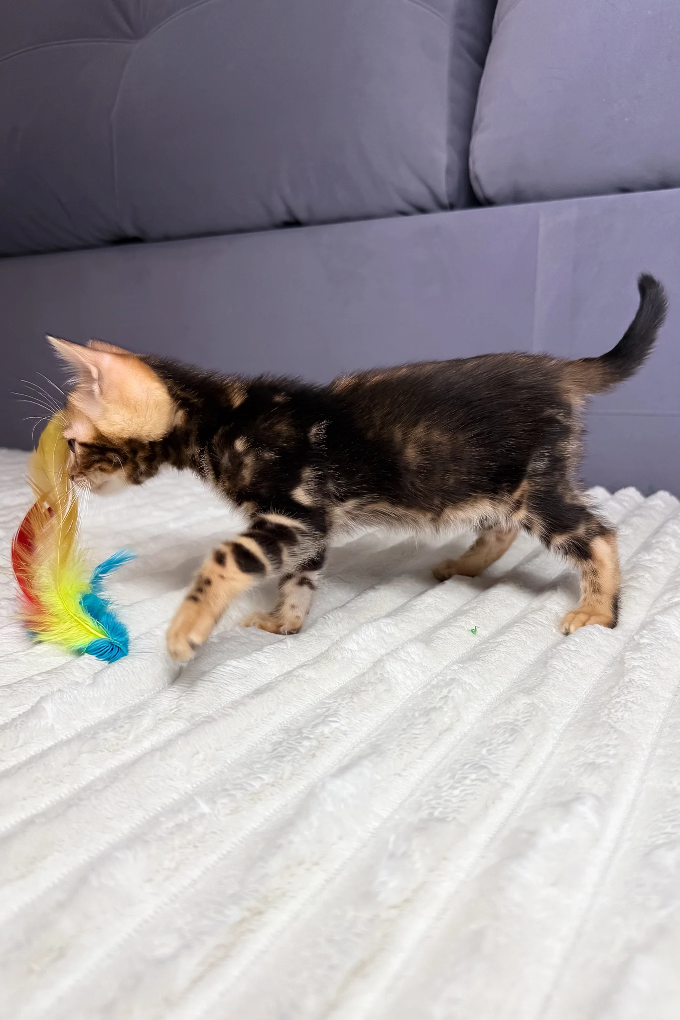 Lucky | Bengal Kitten - Image 3